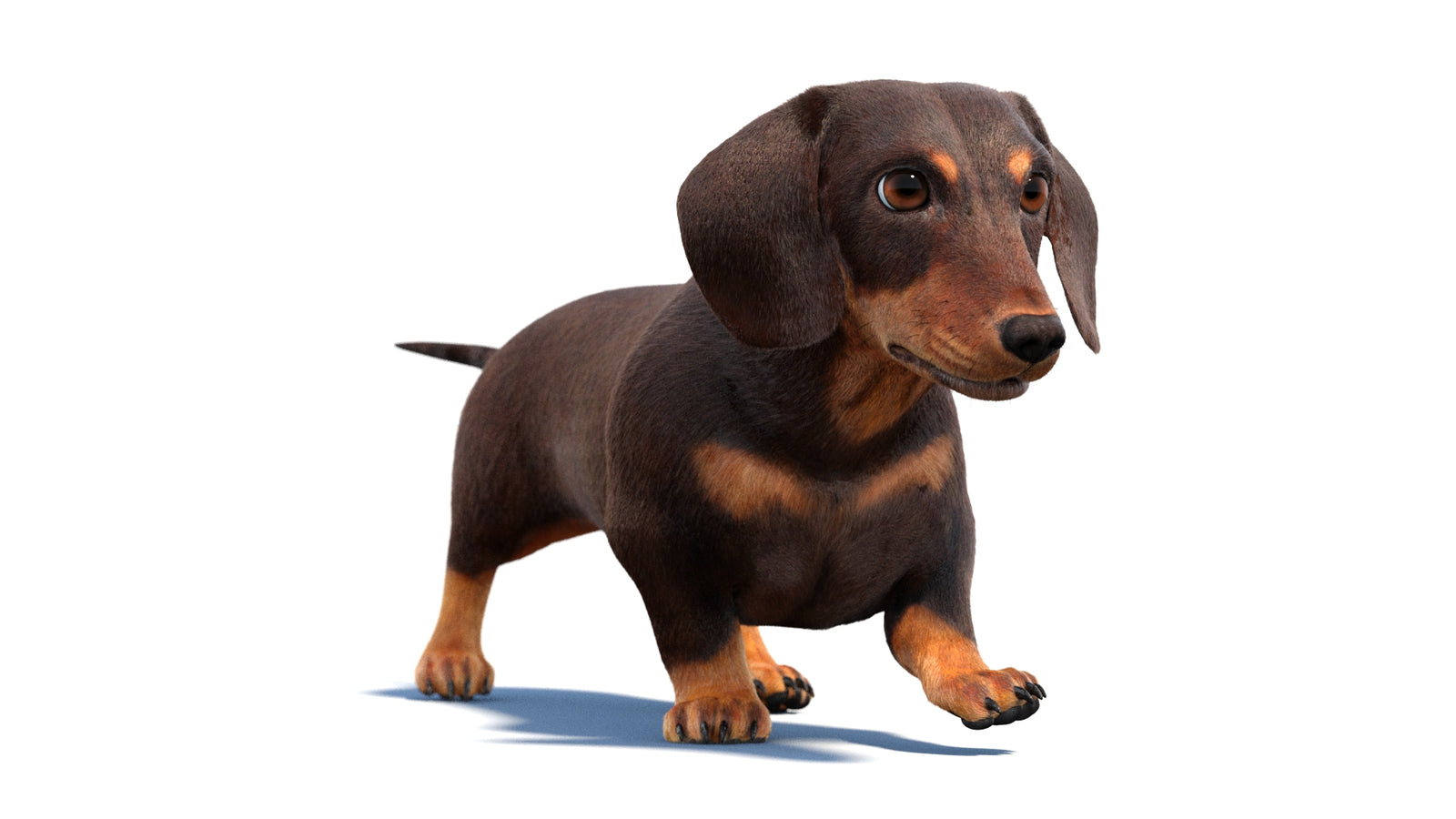 Animated Dachshund Dog 3D Model Fur 360° view 2 frame 22