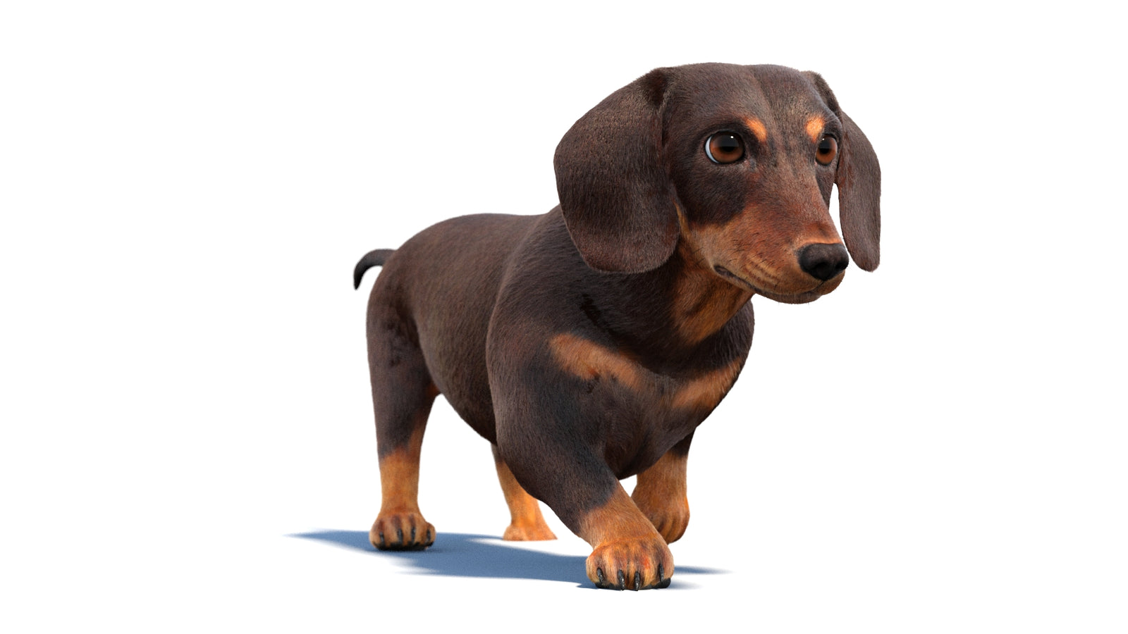 Animated Dachshund Dog 3D Model Fur 360° view 2 frame 40
