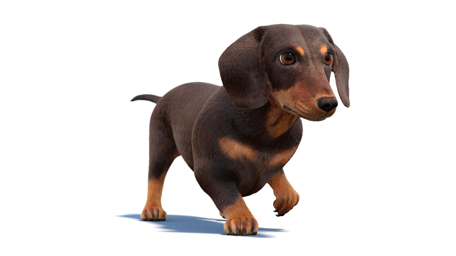 Animated Dachshund Dog 3D Model Fur 360° view 2 frame 43
