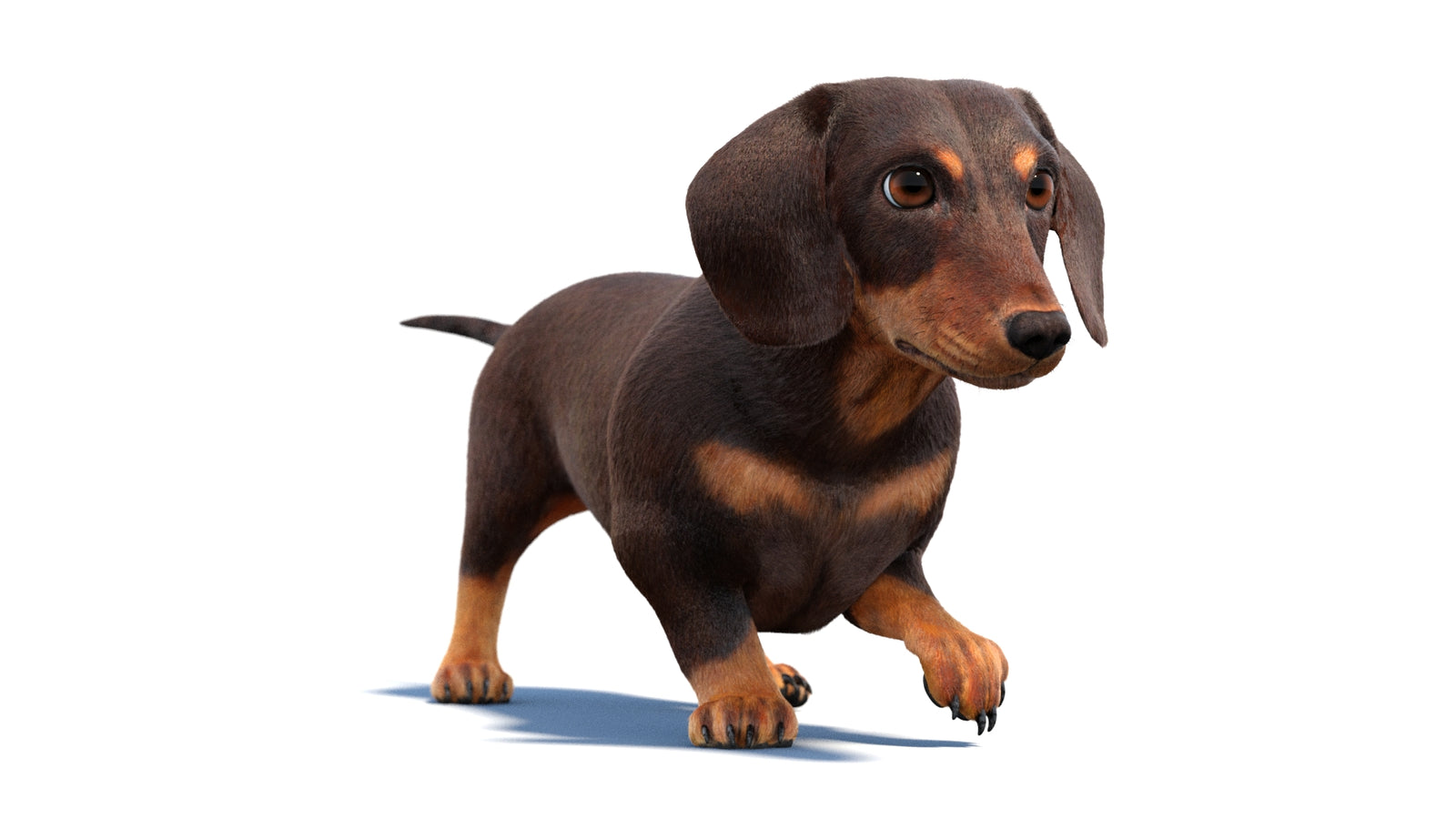 Animated Dachshund Dog 3D Model Fur 360° view 2 frame 45