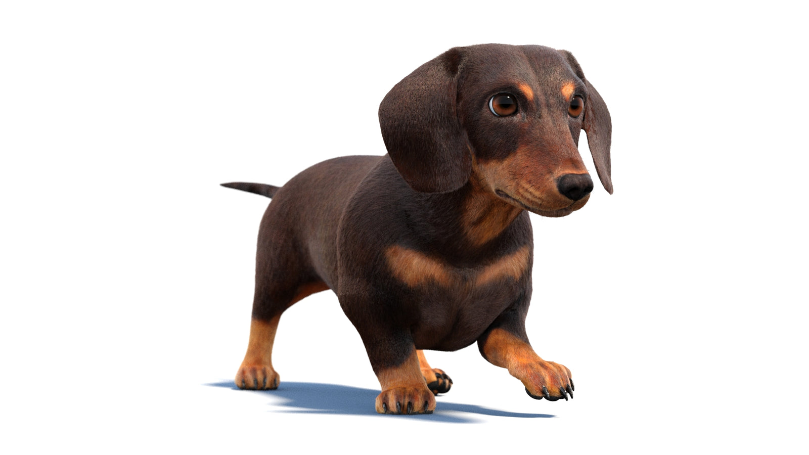 Animated Dachshund Dog 3D Model Fur 360° view 2 frame 46