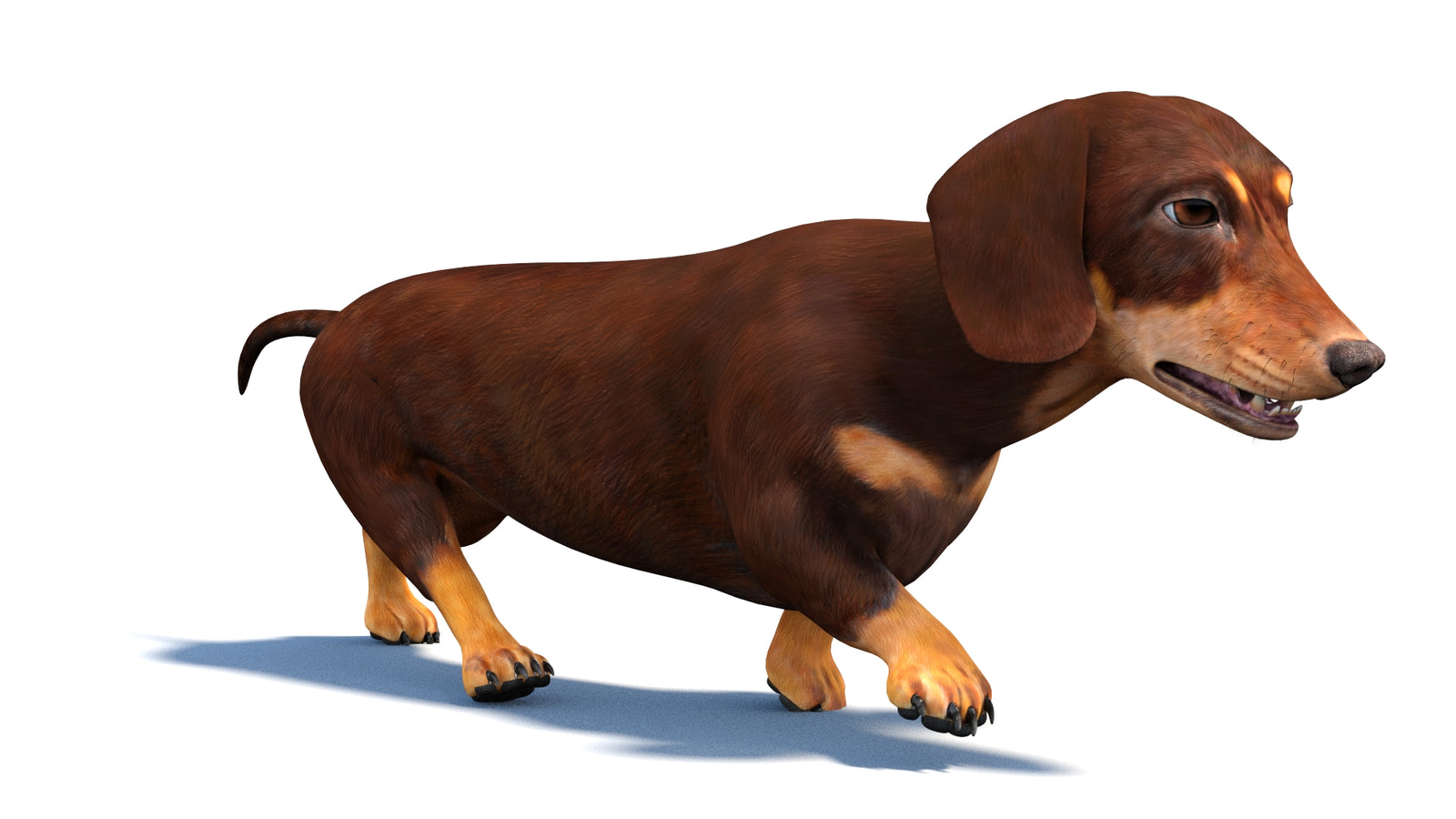 Animated Dachshund Dog 3D Model 360° view 3 frame 12