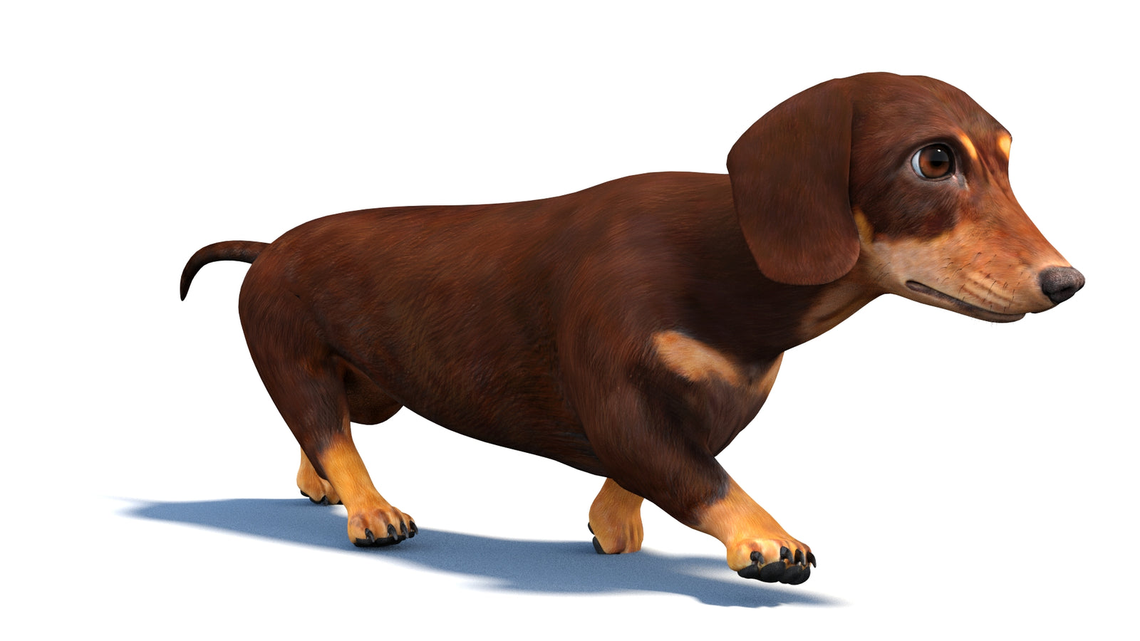 Animated Dachshund Dog 3D Model 360° view 3 frame 38
