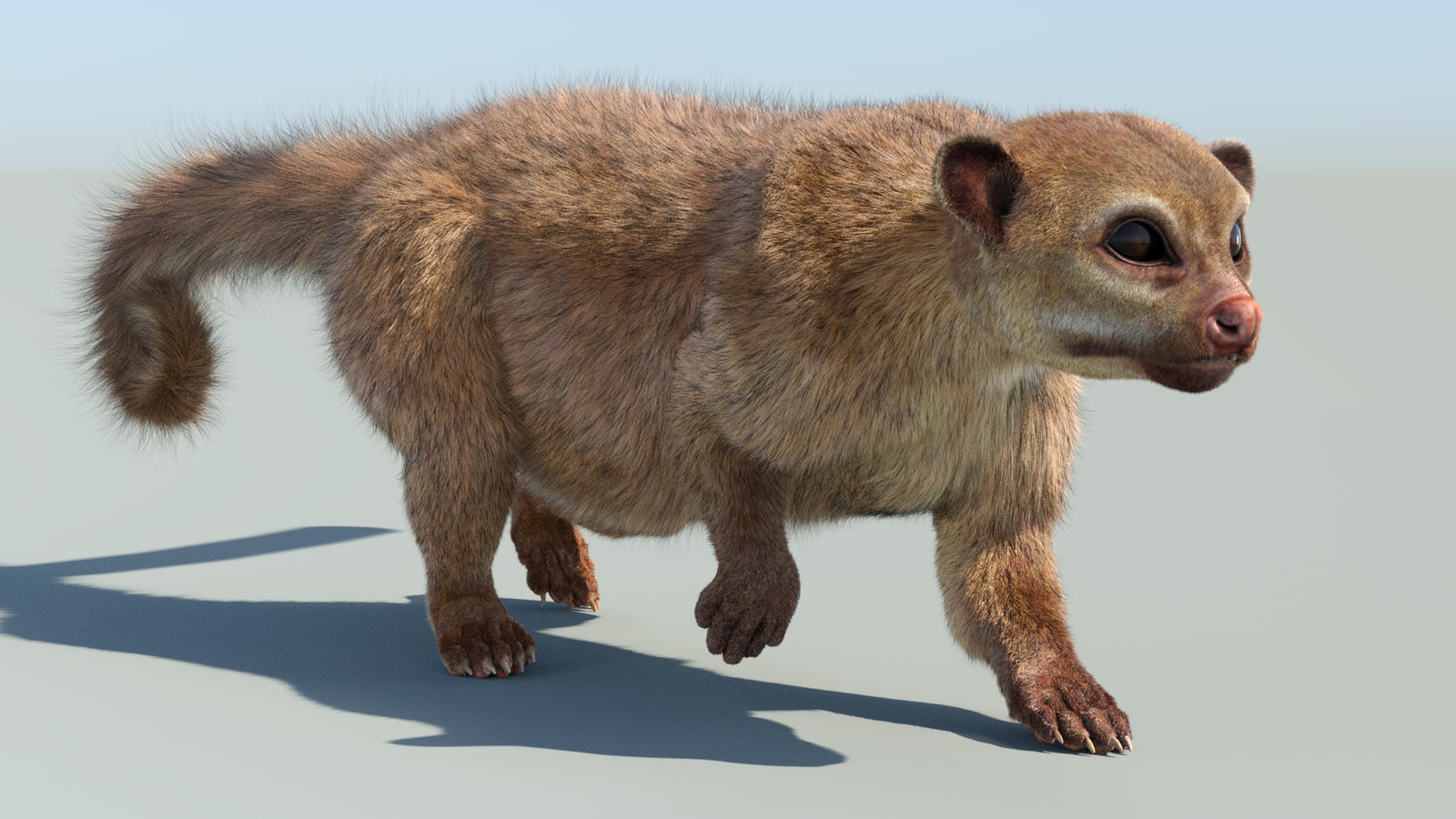 Realistic Kinkajou 3D Model Animated Fur 360° view 6 frame 4