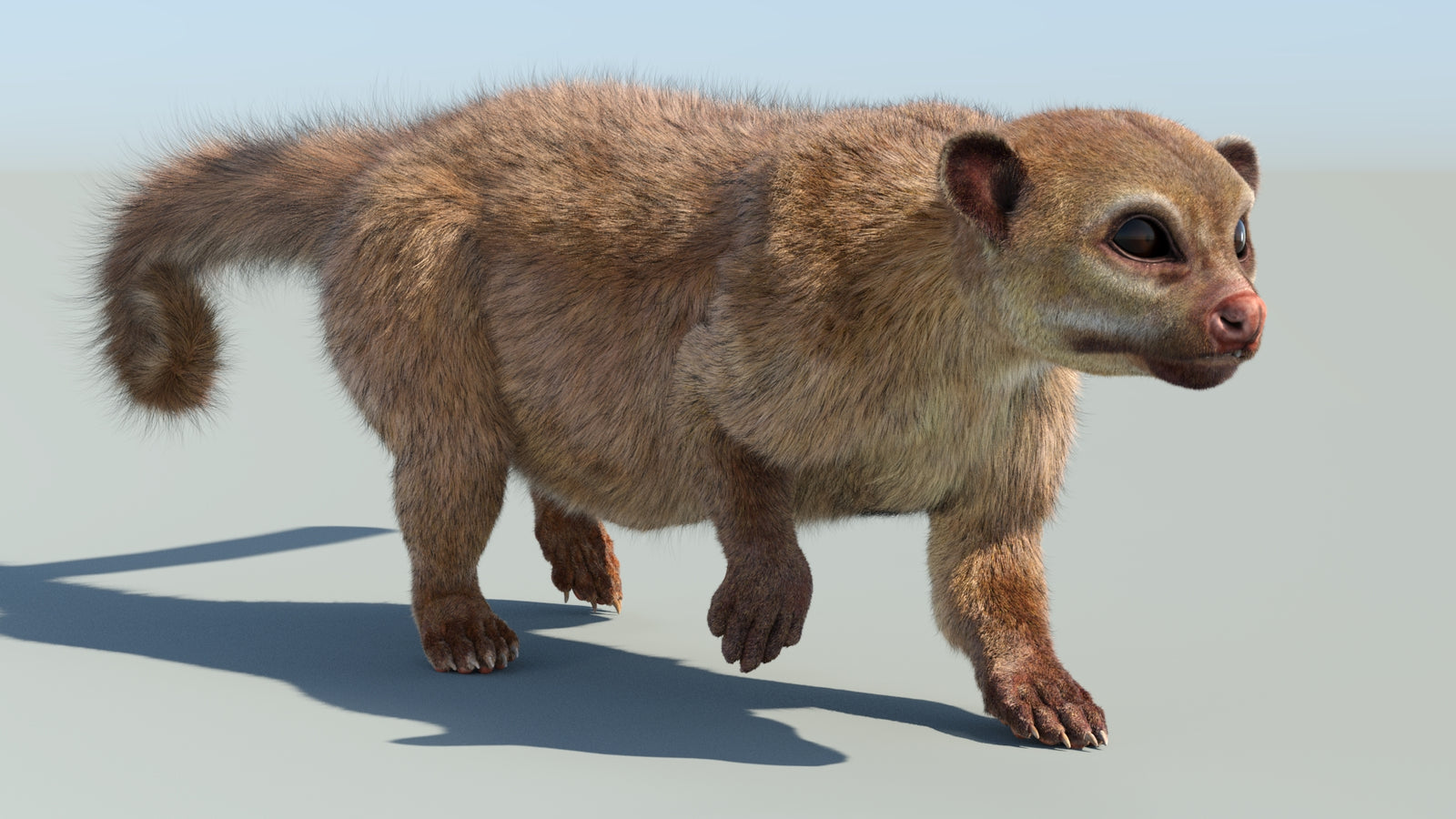 Realistic Kinkajou 3D Model Animated Fur 360° view 6 frame 5