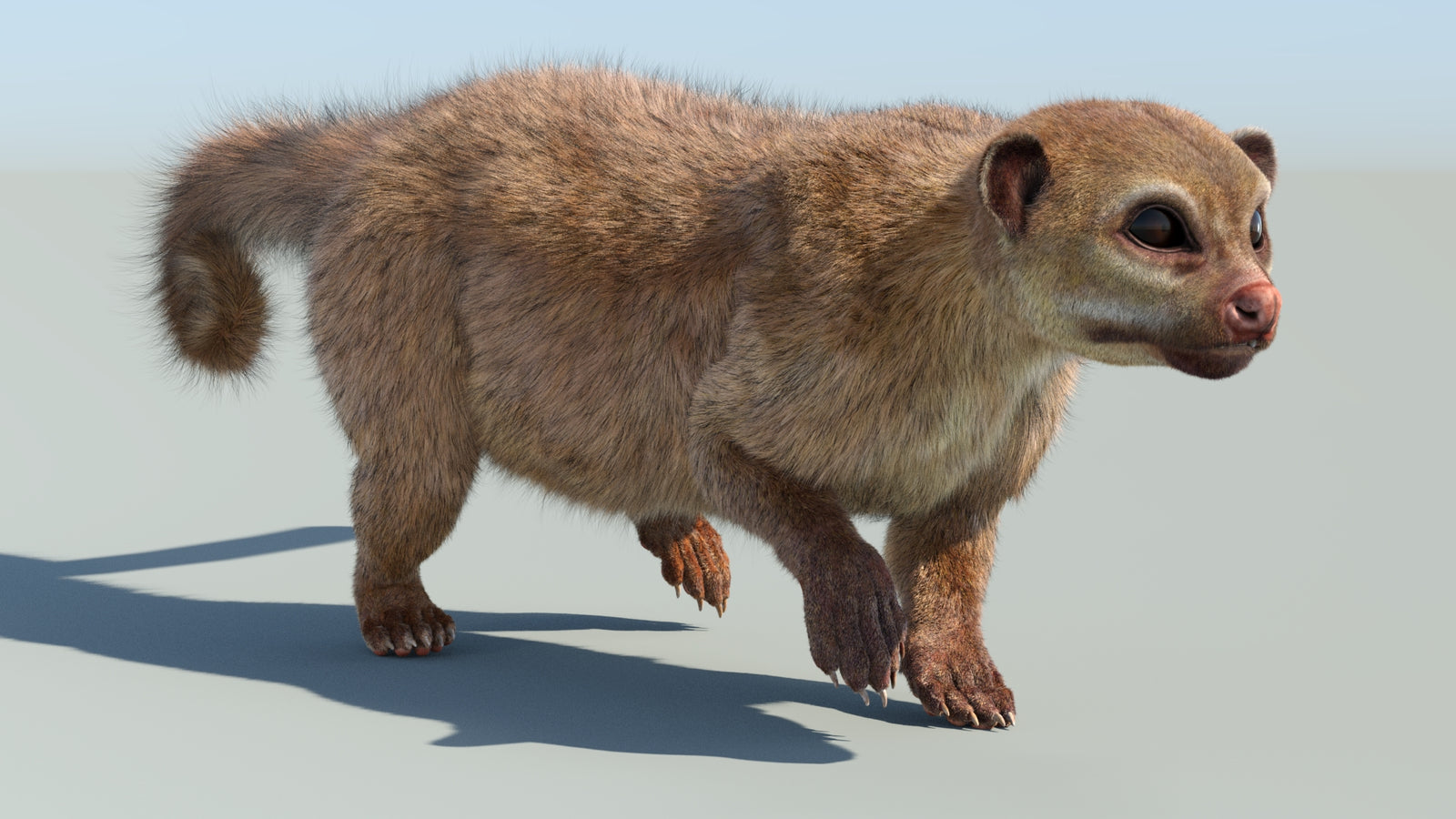 Realistic Kinkajou 3D Model Animated Fur 360° view 6 frame 9