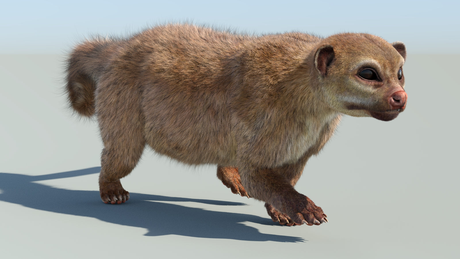 Realistic Kinkajou 3D Model Animated Fur 360° view 6 frame 12