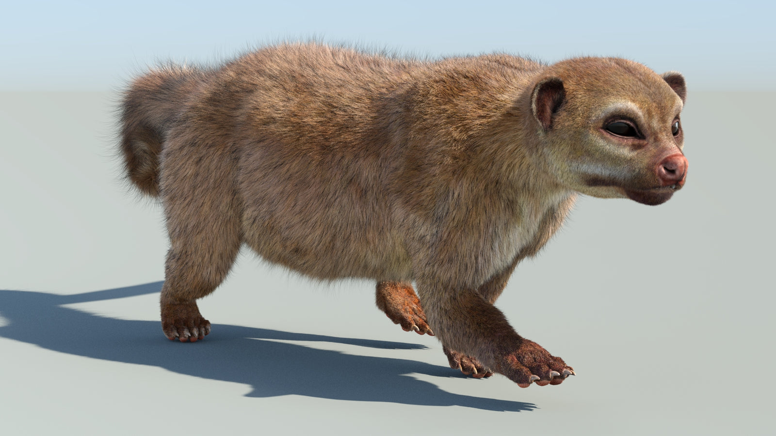 Realistic Kinkajou 3D Model Animated Fur 360° view 6 frame 13