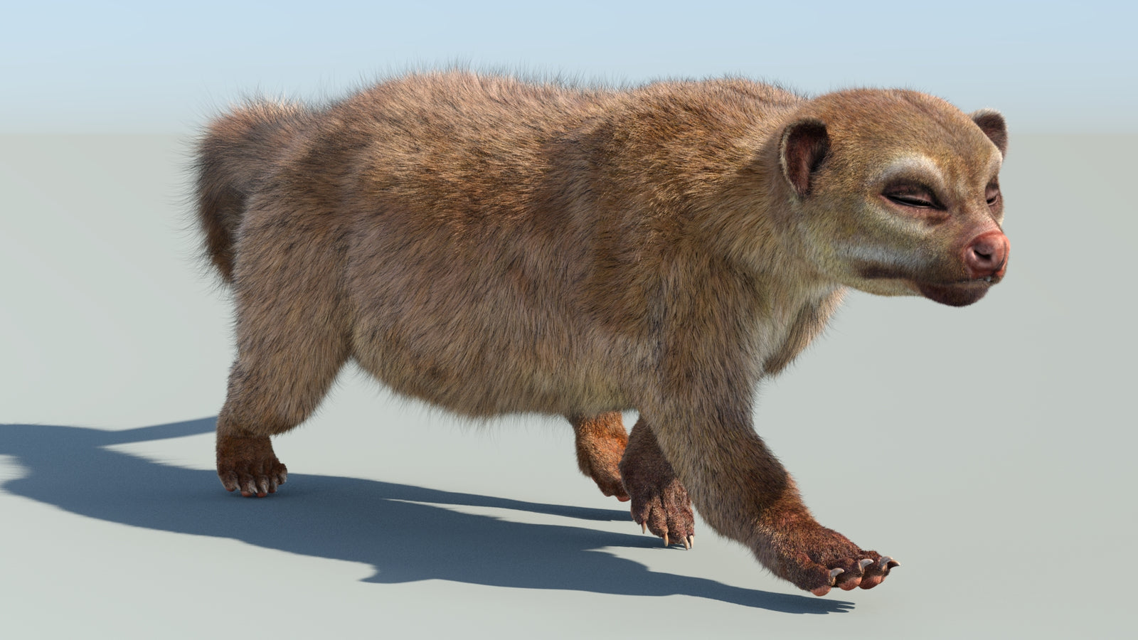 Realistic Kinkajou 3D Model Animated Fur 360° view 6 frame 15