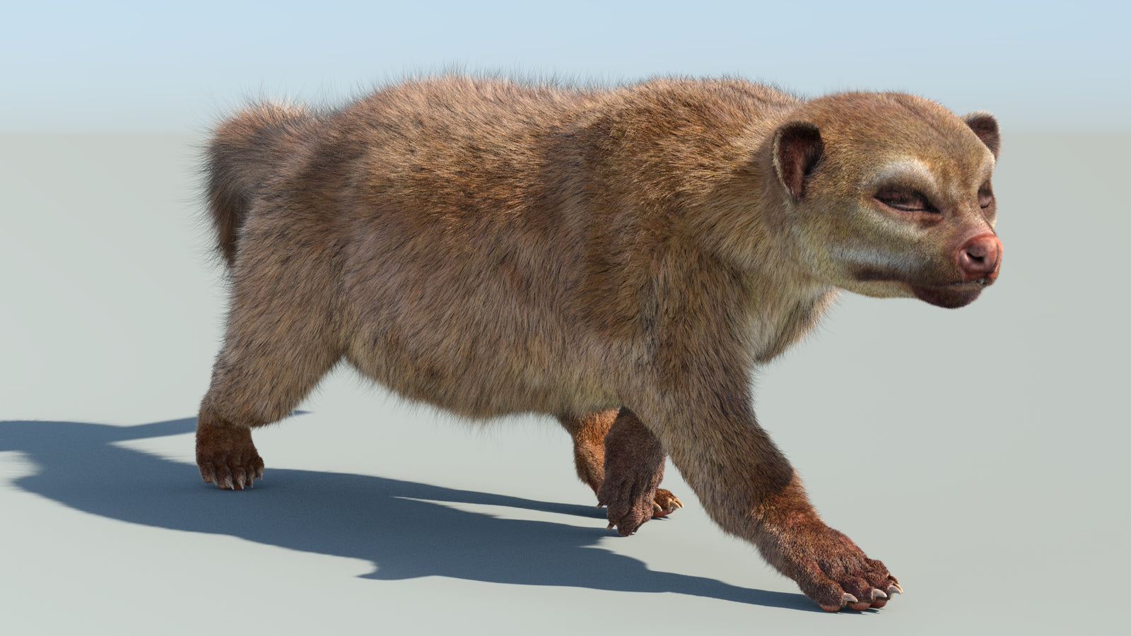 Realistic Kinkajou 3D Model Animated Fur 360° view 6 frame 17