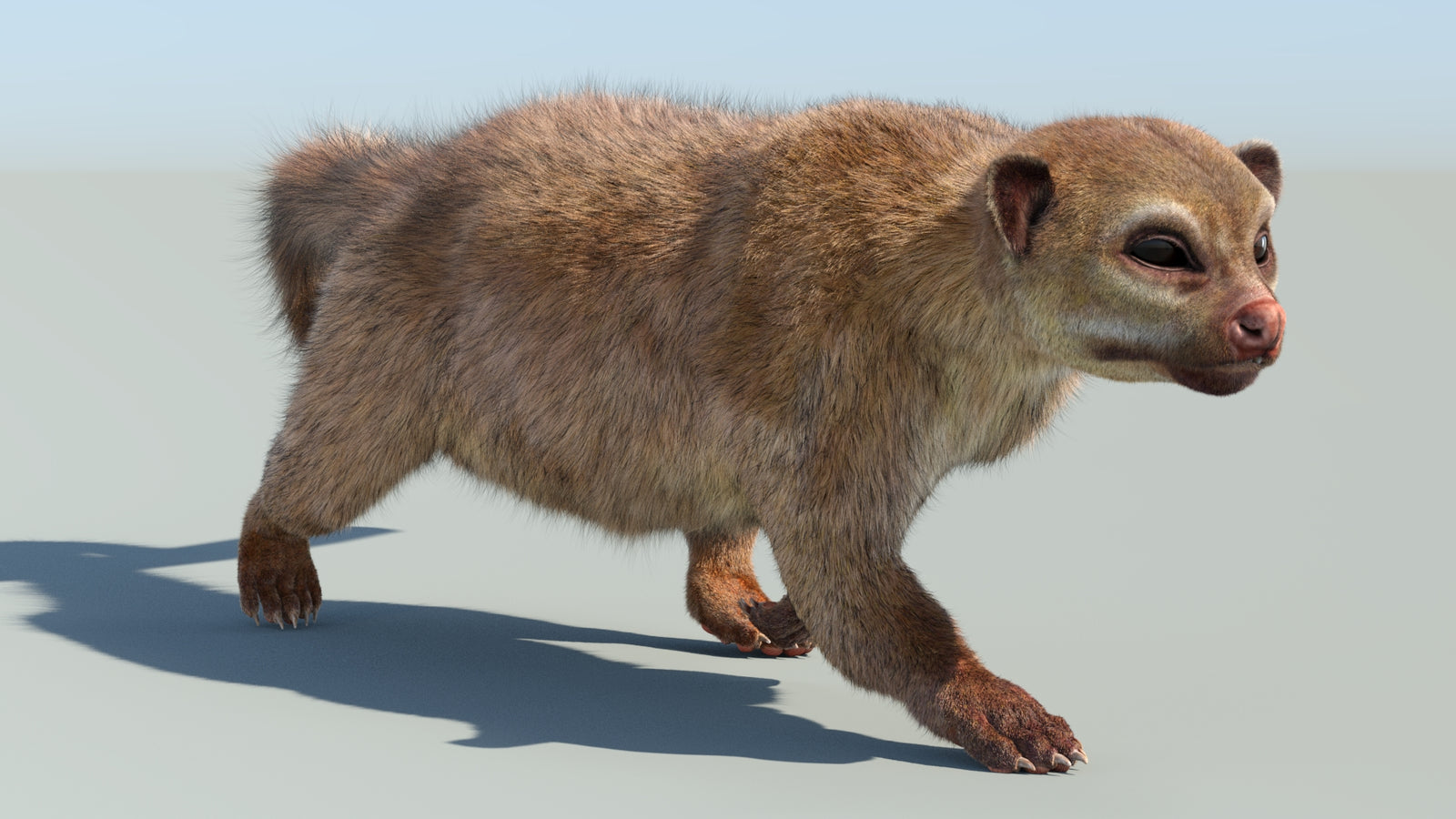 Realistic Kinkajou 3D Model Animated Fur 360° view 6 frame 20