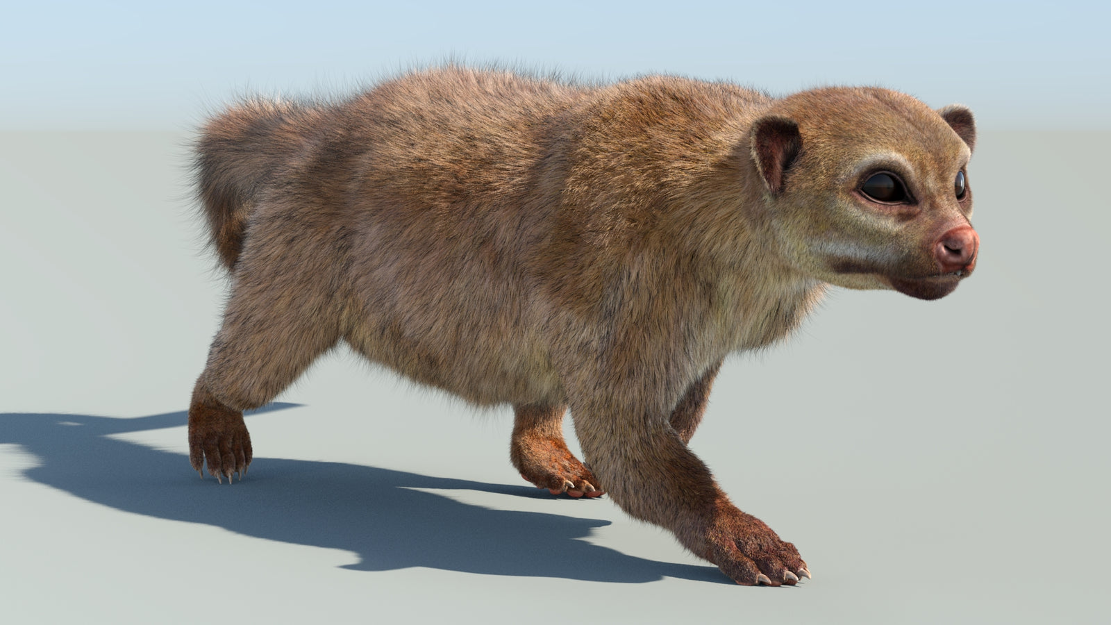 Realistic Kinkajou 3D Model Animated Fur 360° view 6 frame 21