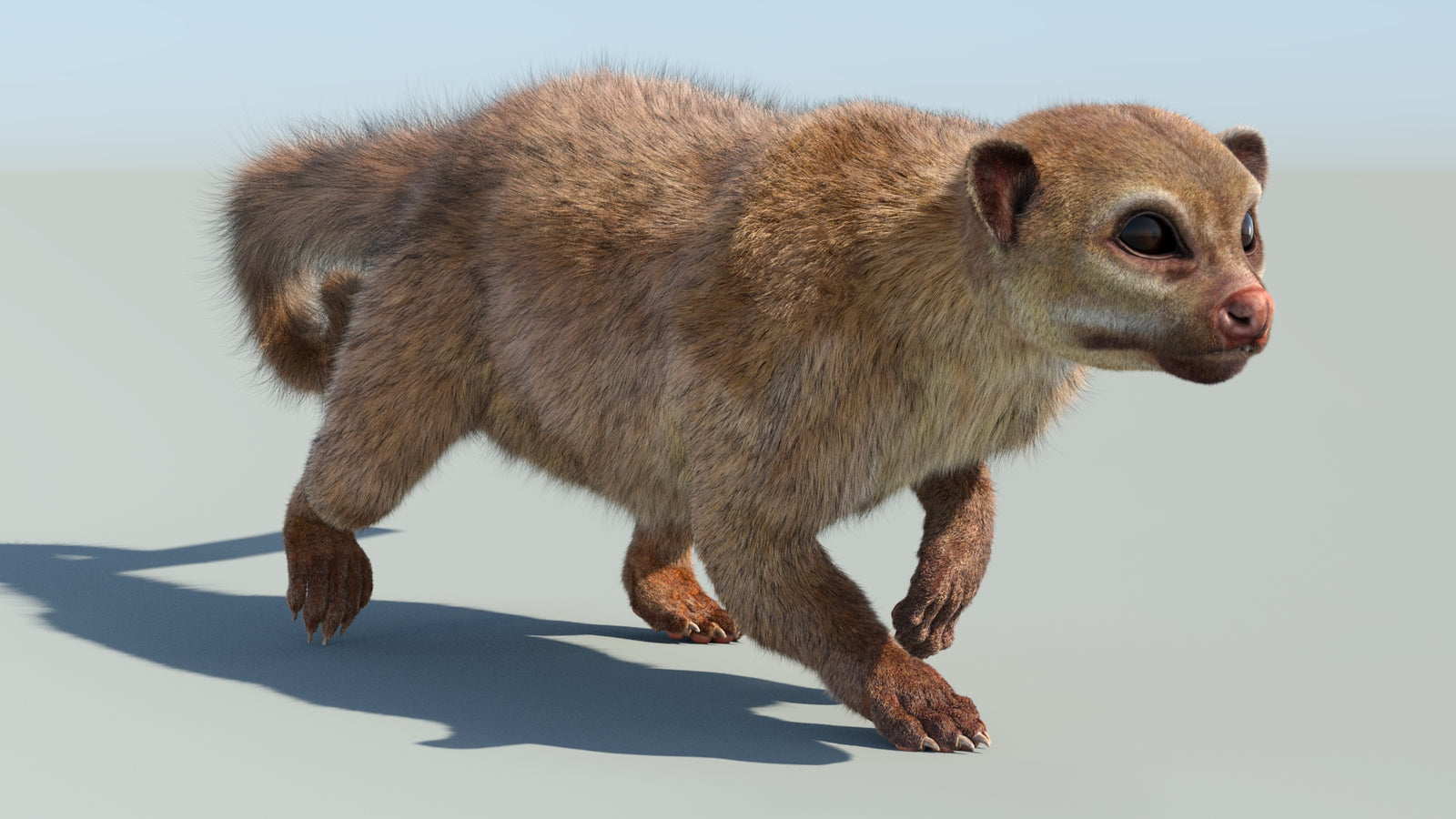 Realistic Kinkajou 3D Model Animated Fur 360° view 6 frame 24