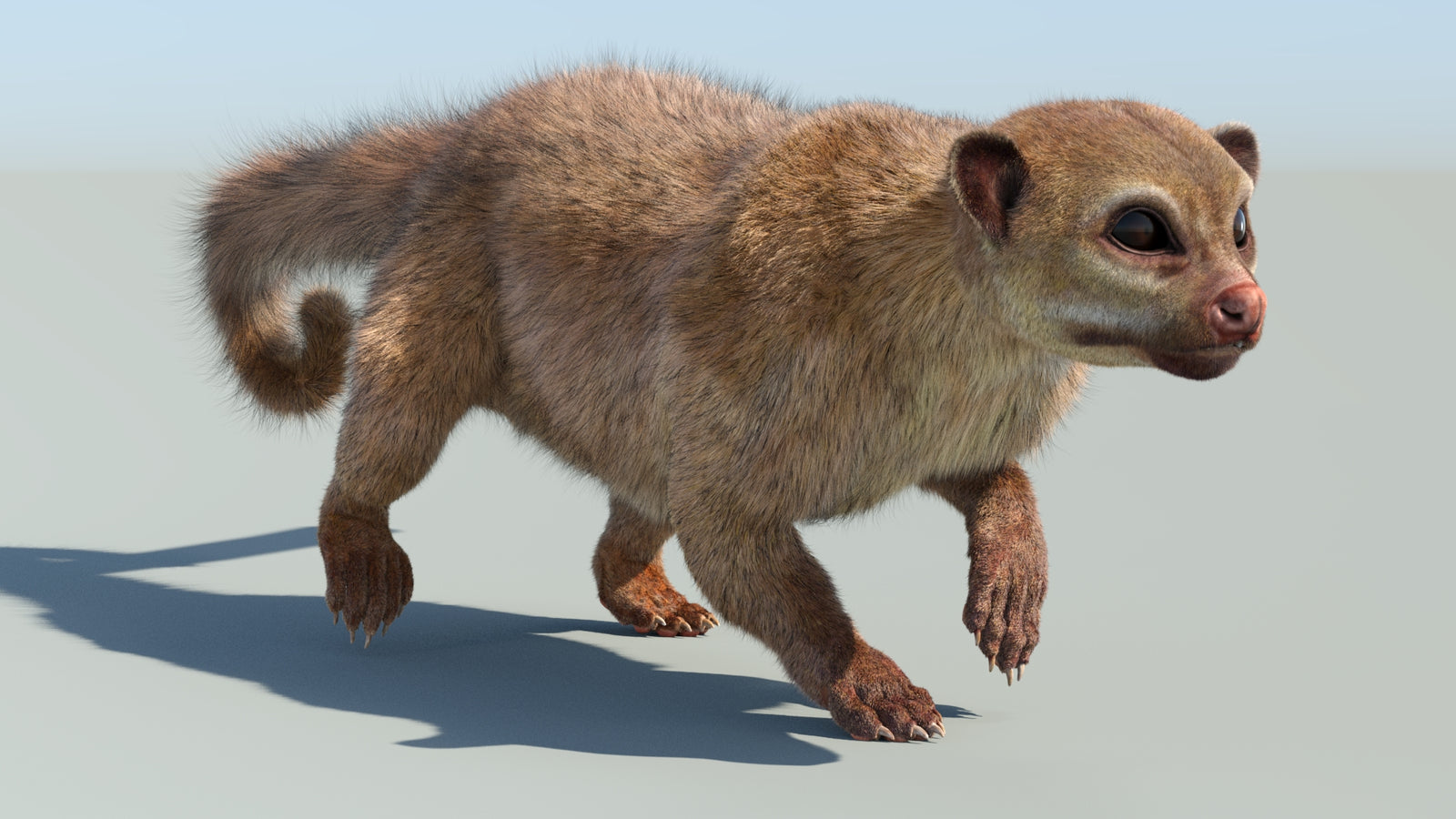 Realistic Kinkajou 3D Model Animated Fur 360° view 6 frame 26