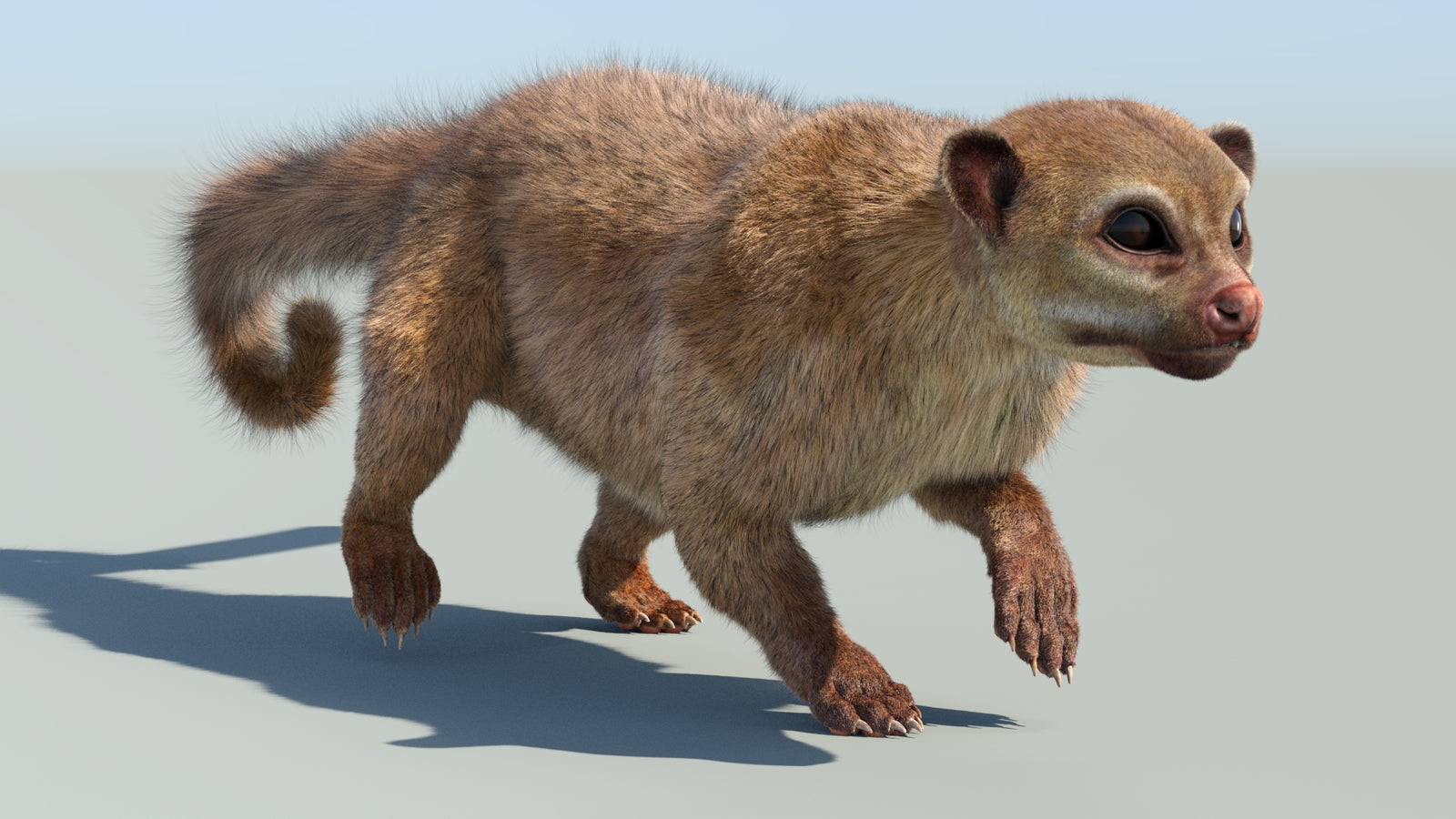 Realistic Kinkajou 3D Model Animated Fur 360° view 6 frame 27