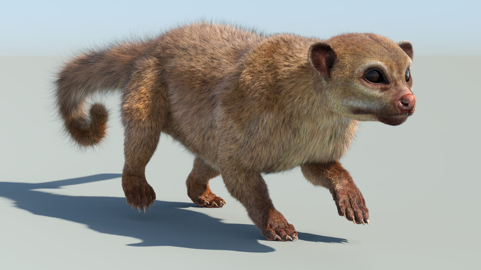 Realistic Kinkajou 3D Model Animated Fur 360° view 6 frame 28