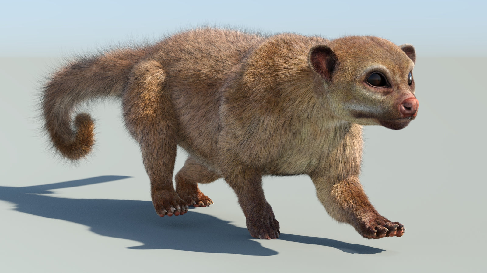 Realistic Kinkajou 3D Model Animated Fur 360° view 6 frame 31