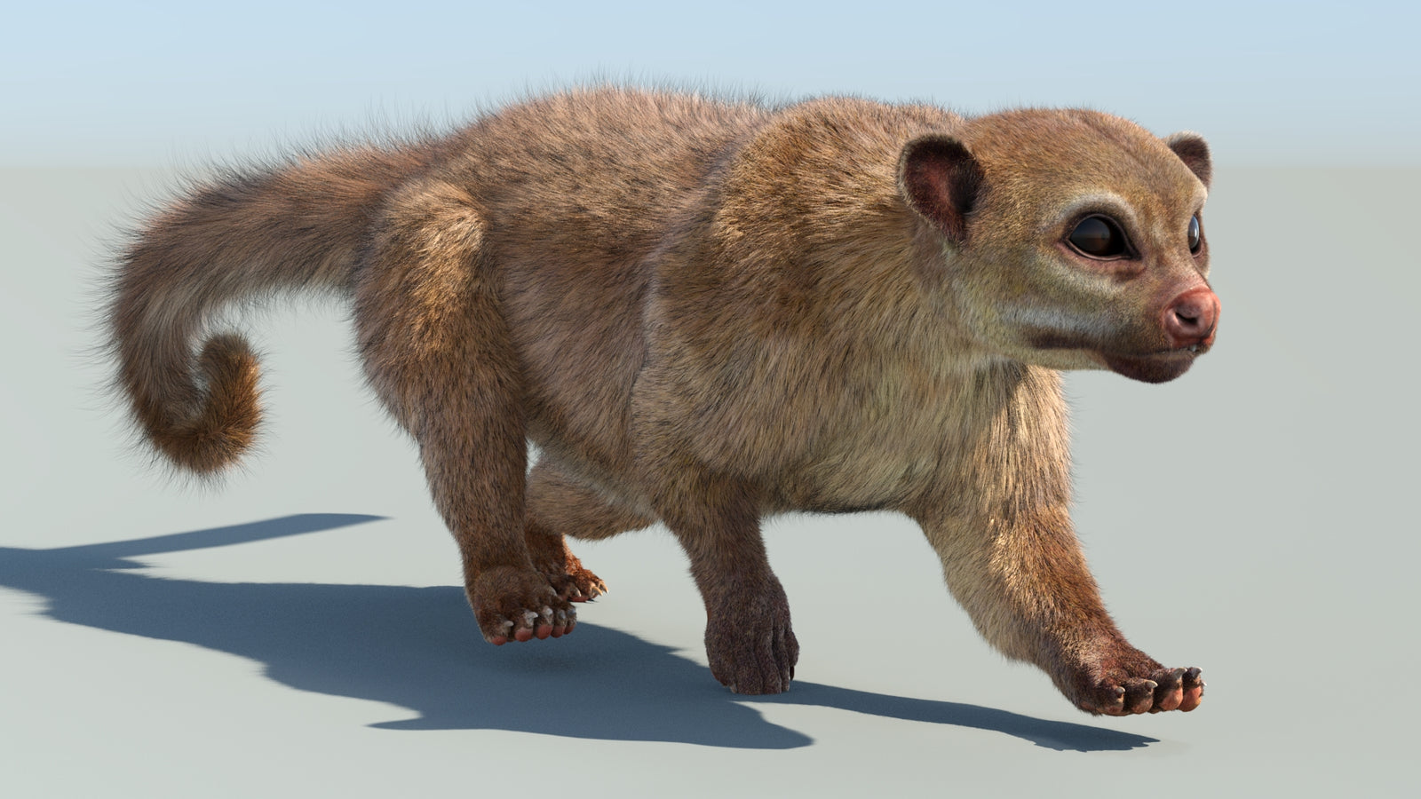 Realistic Kinkajou 3D Model Animated Fur 360° view 6 frame 32