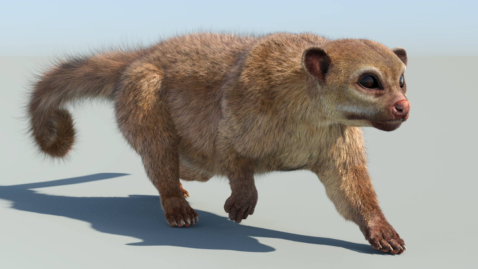 Realistic Kinkajou 3D Model Animated Fur 360° view 6 frame 35
