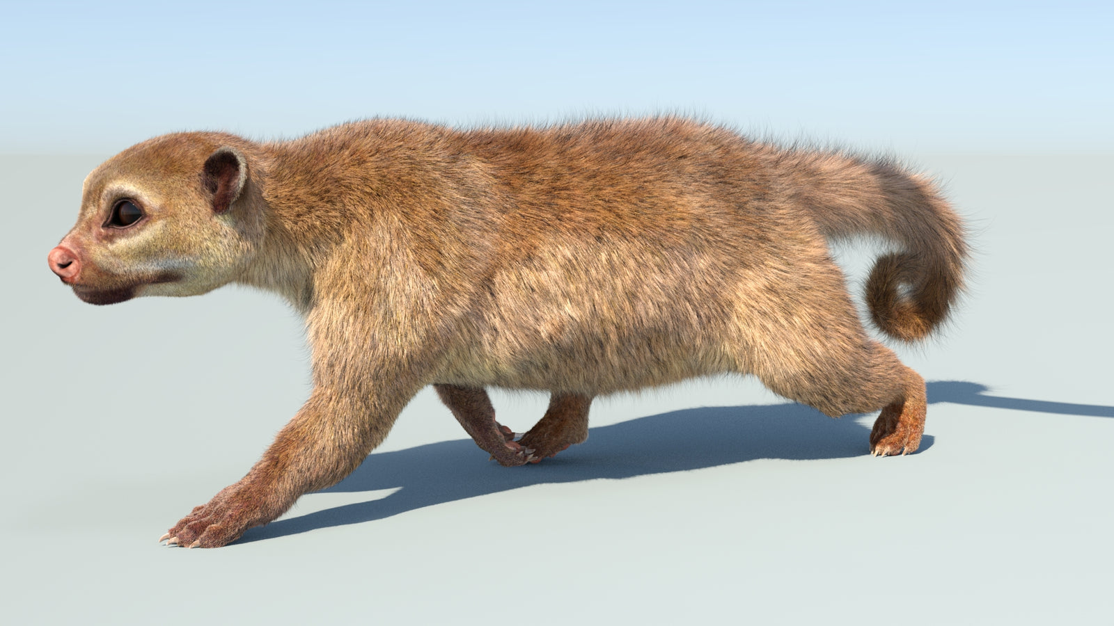 Realistic Kinkajou 3D Model Animated Fur 360° view 5 frame 1