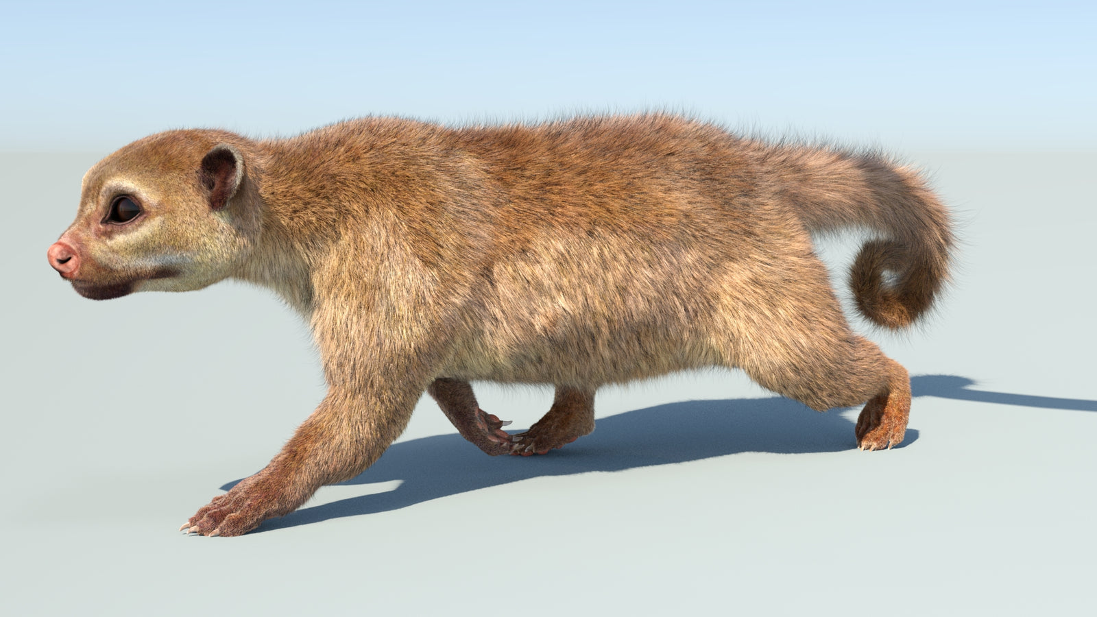 Realistic Kinkajou 3D Model Animated Fur 360° view 5 frame 2