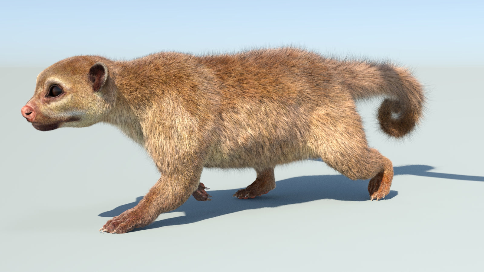 Realistic Kinkajou 3D Model Animated Fur 360° view 5 frame 4