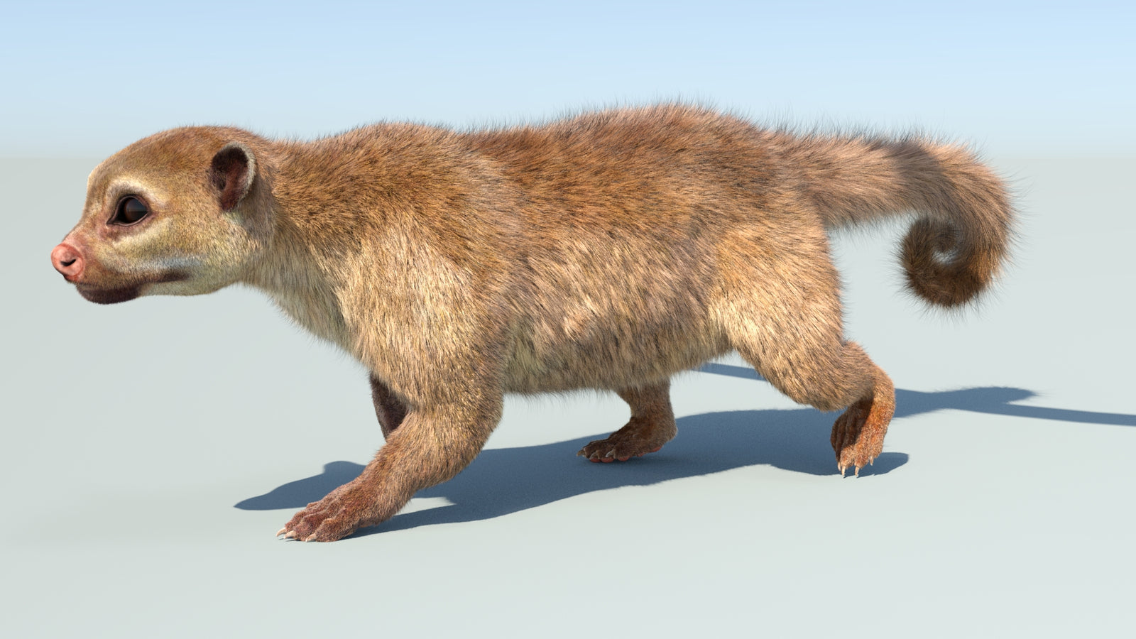 Realistic Kinkajou 3D Model Animated Fur 360° view 5 frame 6