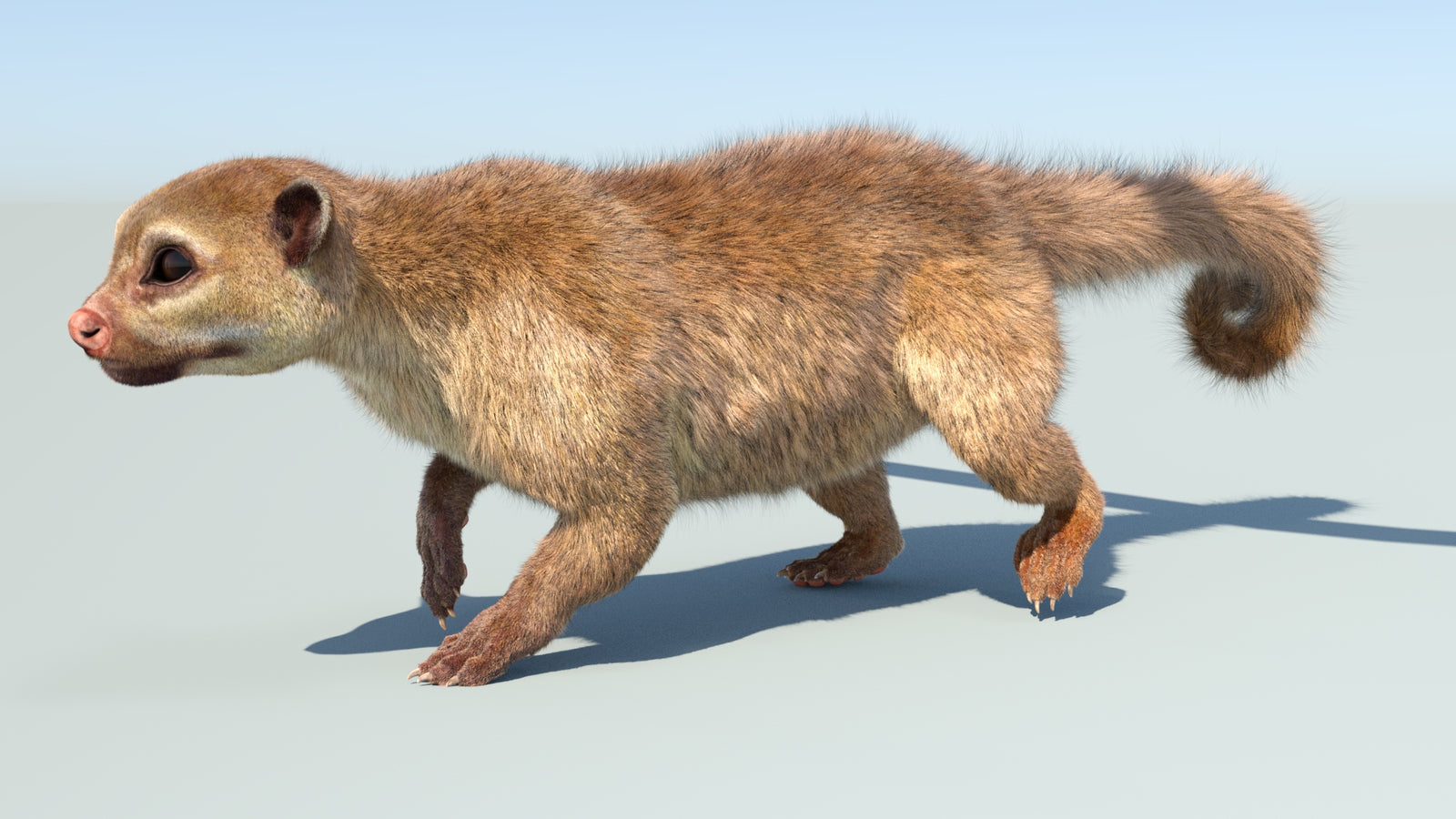 Realistic Kinkajou 3D Model Animated Fur 360° view 5 frame 8