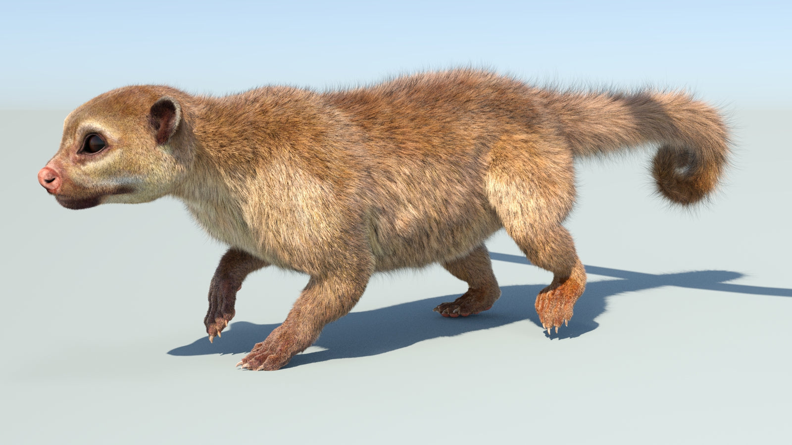 Realistic Kinkajou 3D Model Animated Fur 360° view 5 frame 9