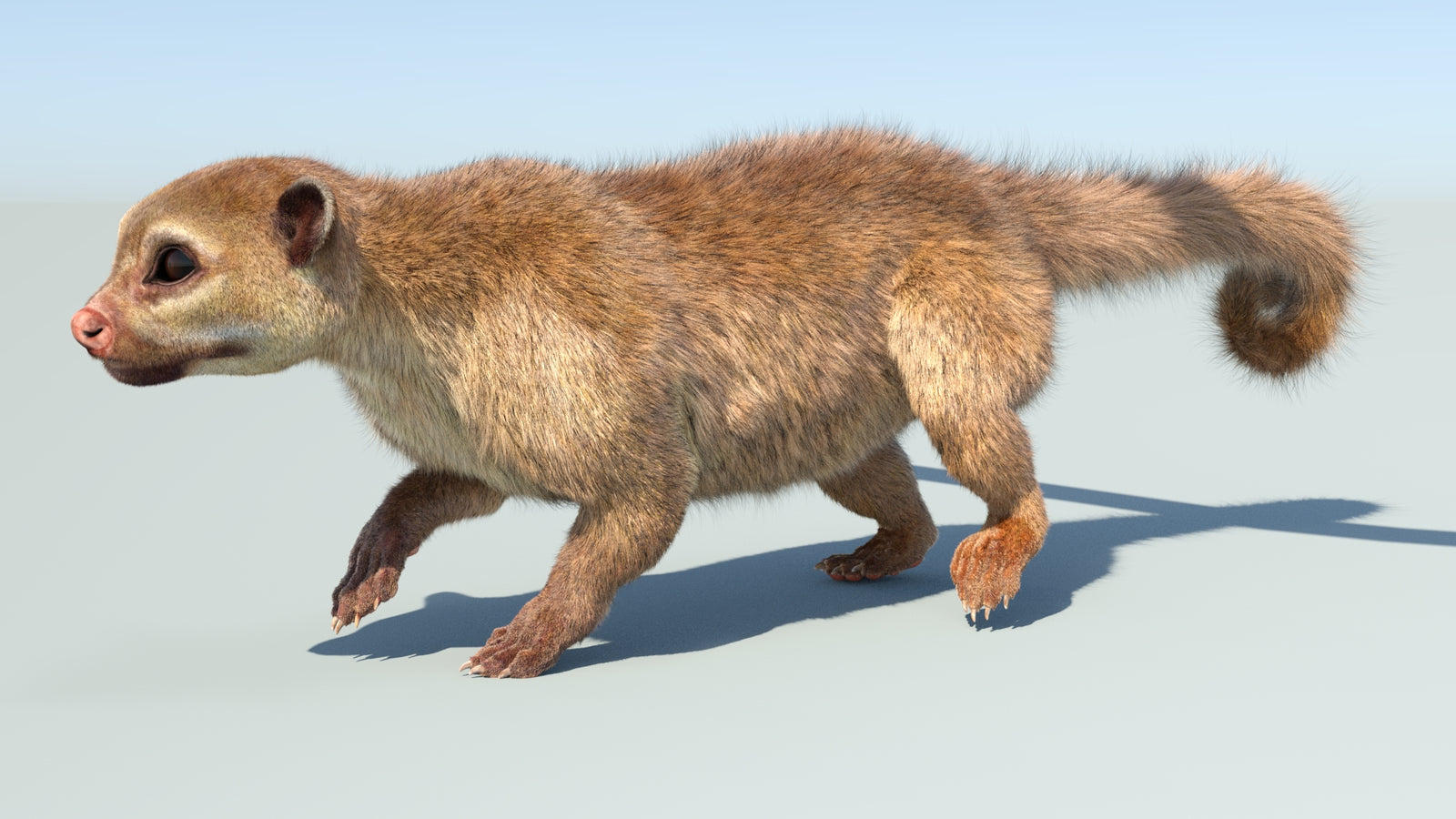 Realistic Kinkajou 3D Model Animated Fur 360° view 5 frame 10