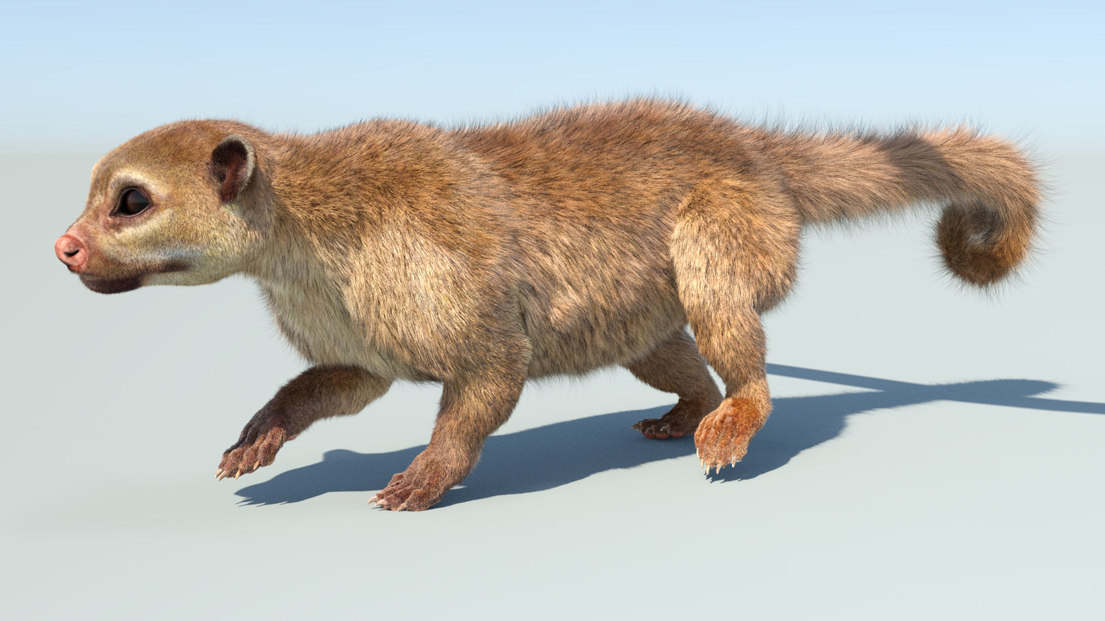 Realistic Kinkajou 3D Model Animated Fur 360° view 5 frame 11