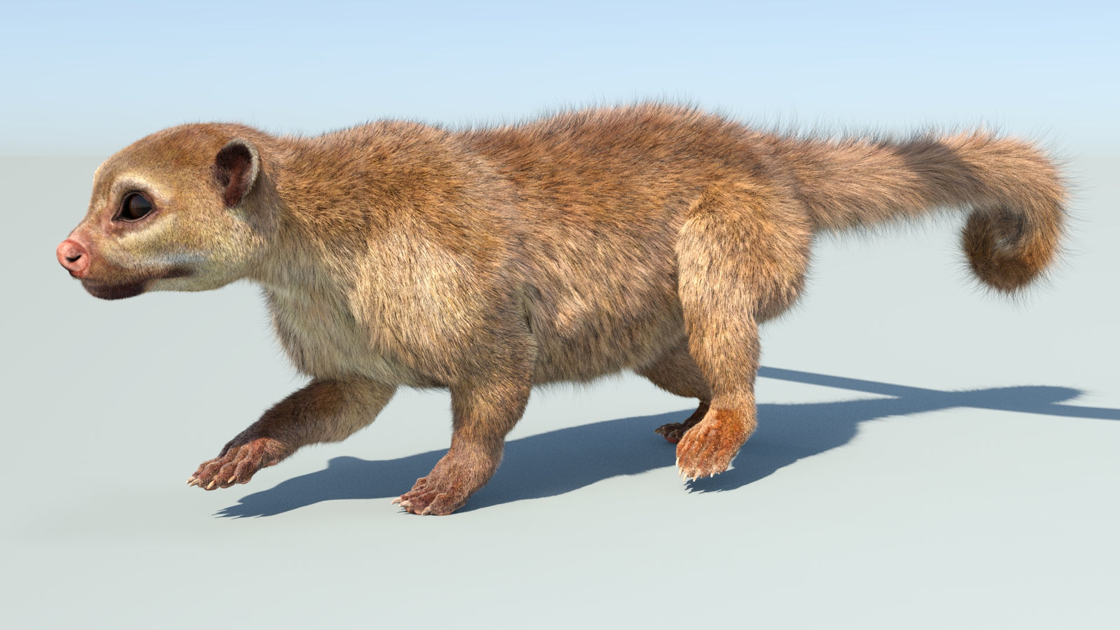 Realistic Kinkajou 3D Model Animated Fur 360° view 5 frame 12