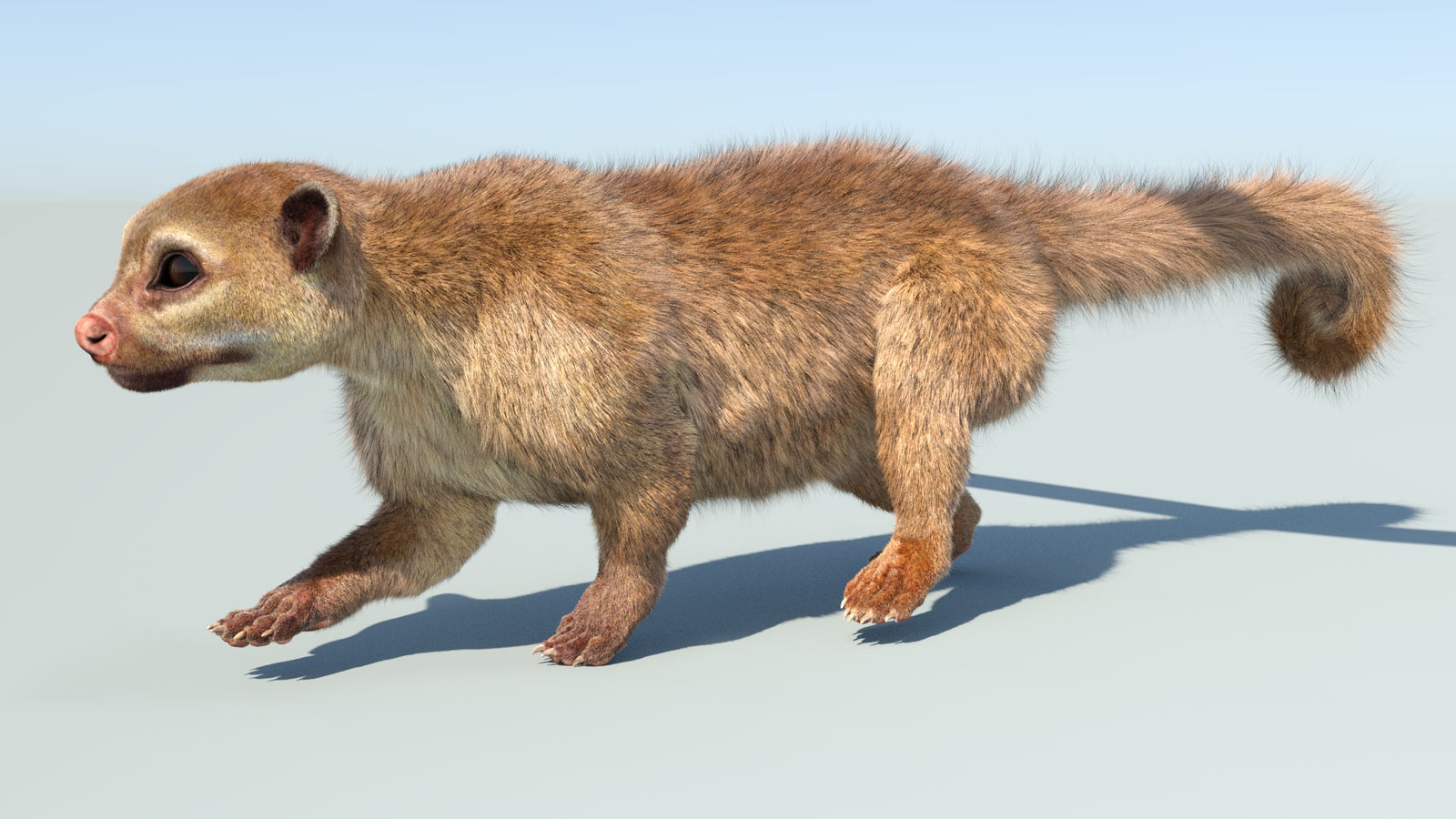 Realistic Kinkajou 3D Model Animated Fur 360° view 5 frame 13