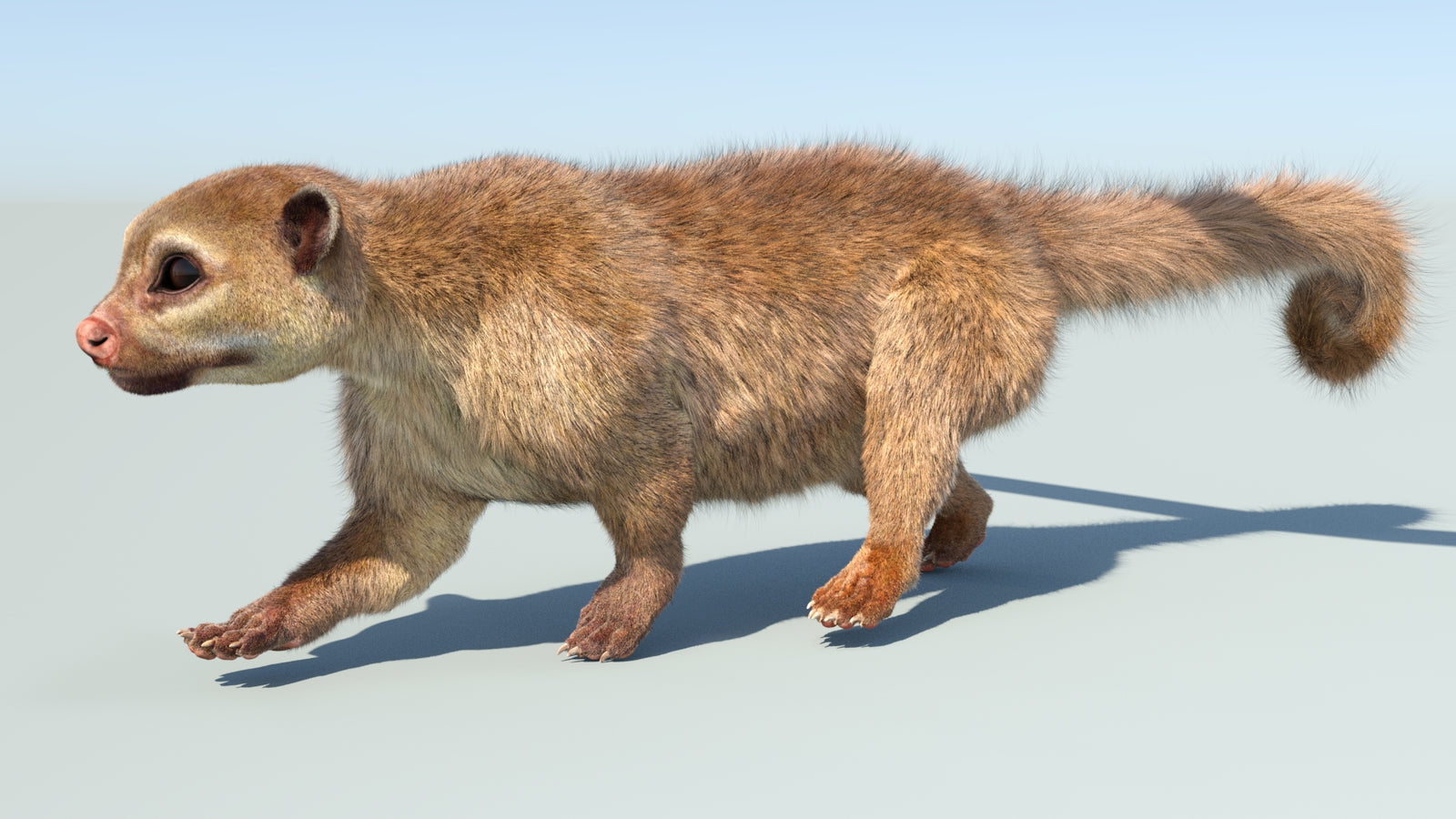 Realistic Kinkajou 3D Model Animated Fur 360° view 5 frame 14