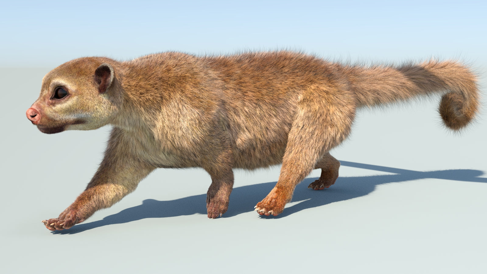 Realistic Kinkajou 3D Model Animated Fur 360° view 5 frame 16