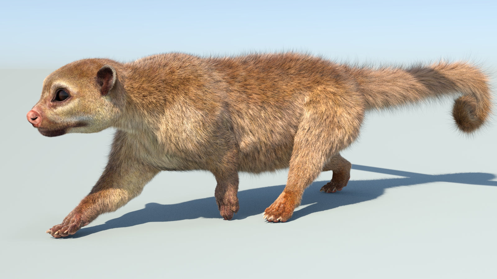 Realistic Kinkajou 3D Model Animated Fur 360° view 5 frame 17