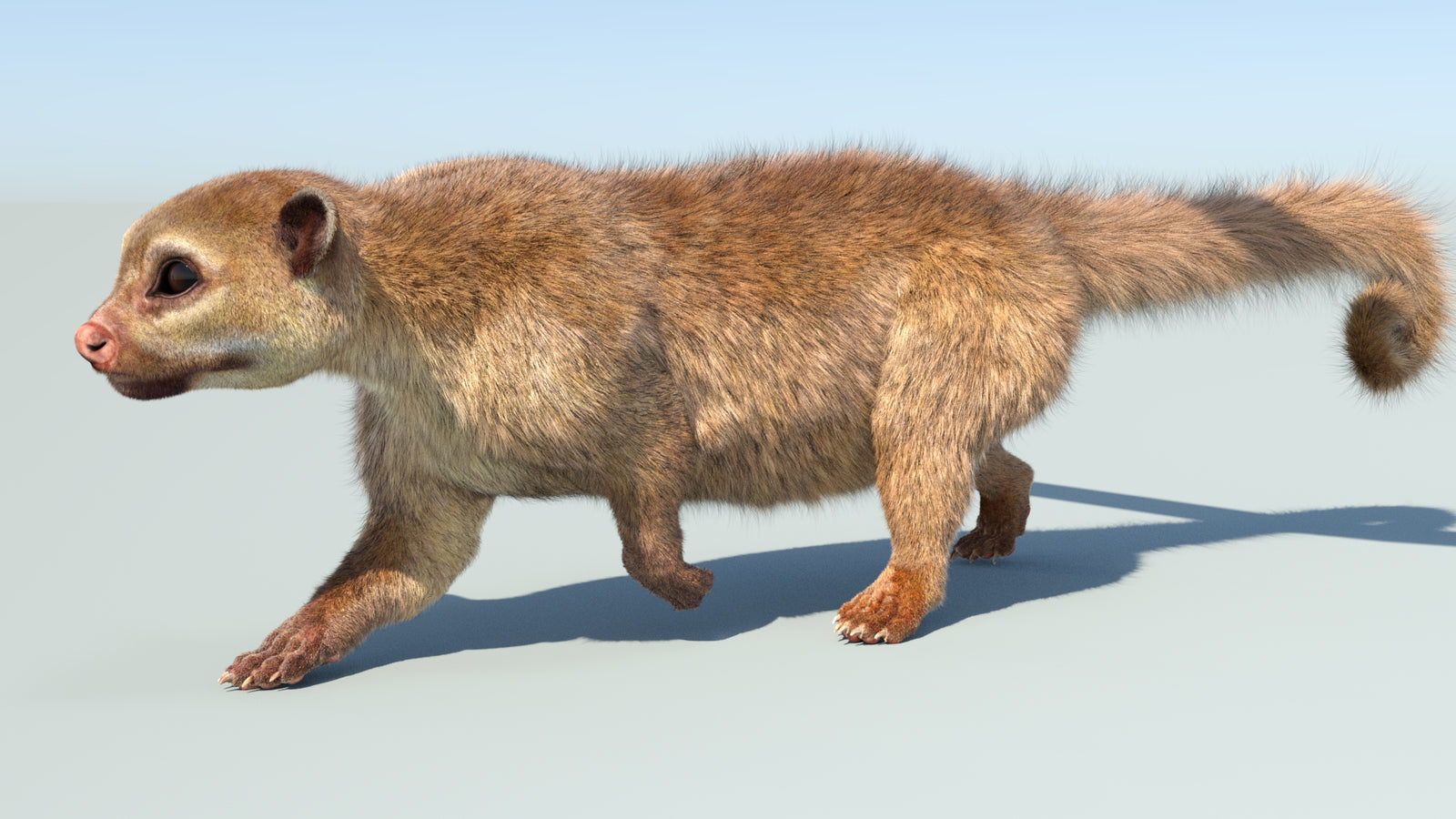 Realistic Kinkajou 3D Model Animated Fur 360° view 5 frame 20