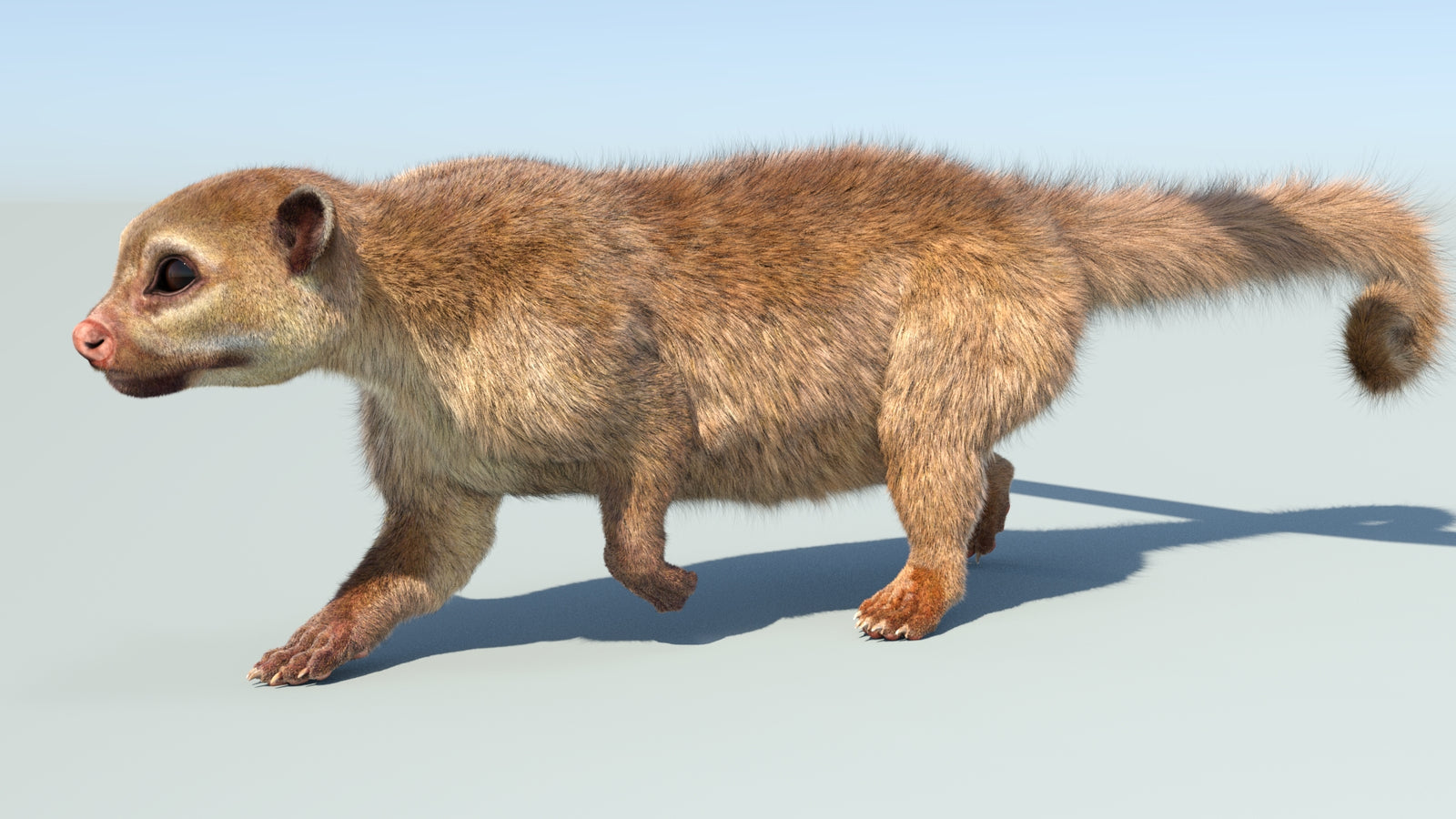 Realistic Kinkajou 3D Model Animated Fur 360° view 5 frame 21