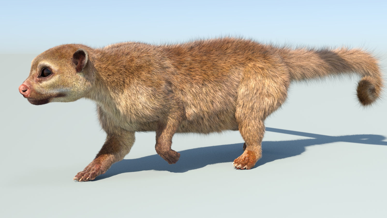 Realistic Kinkajou 3D Model Animated Fur 360° view 5 frame 22