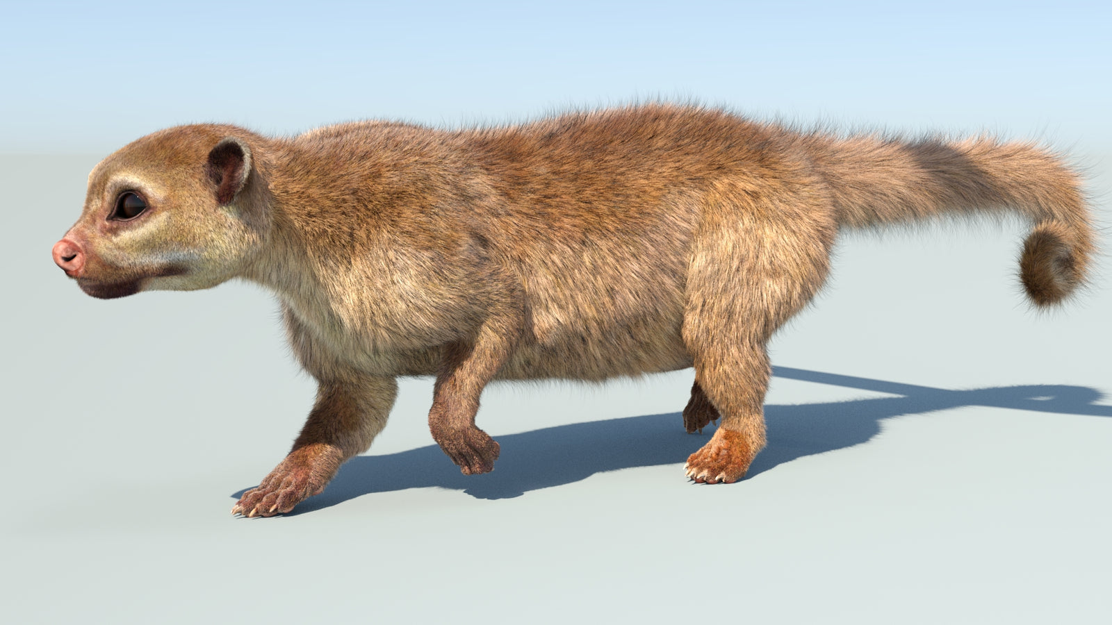 Realistic Kinkajou 3D Model Animated Fur 360° view 5 frame 23