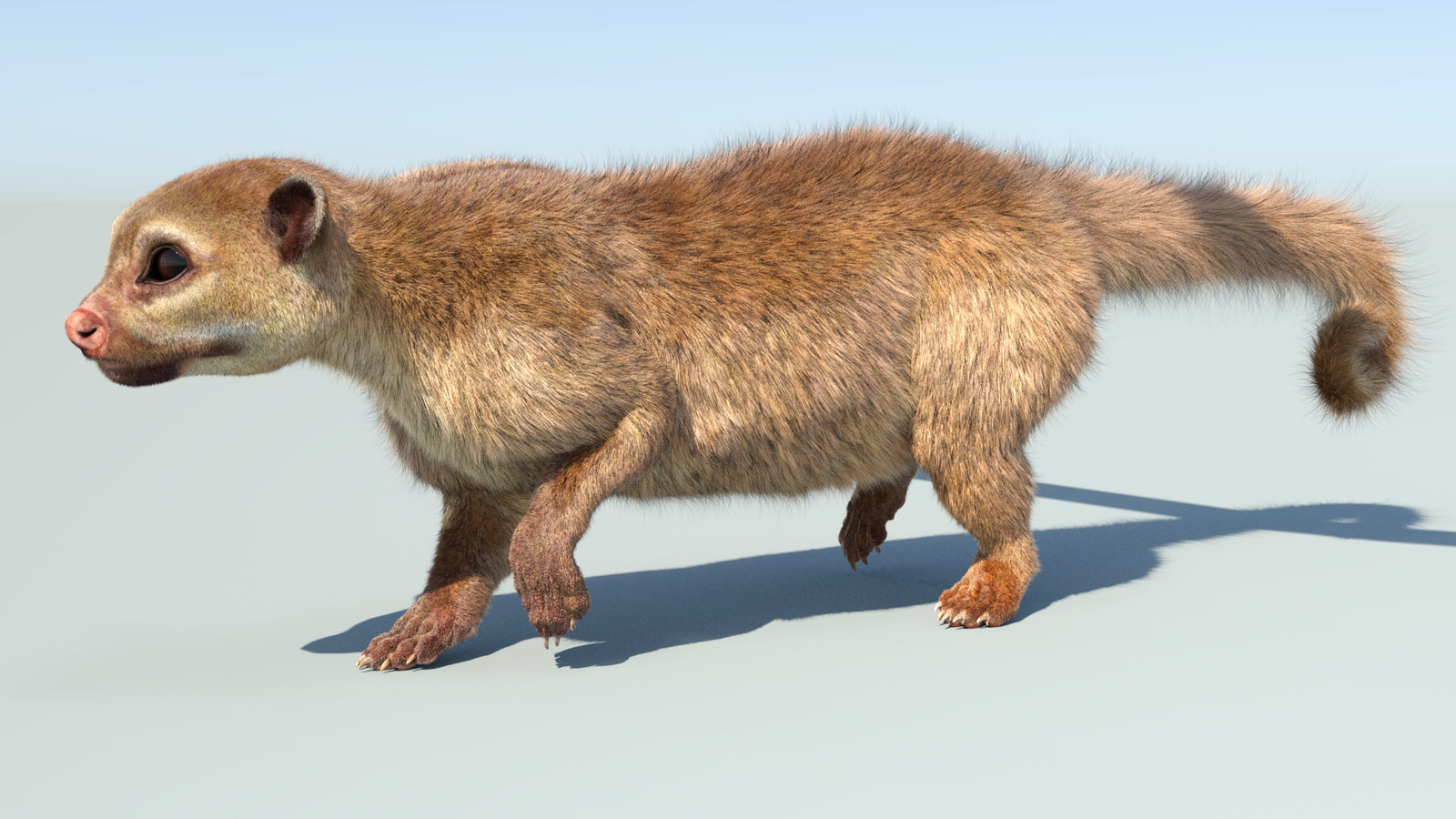 Realistic Kinkajou 3D Model Animated Fur 360° view 5 frame 25