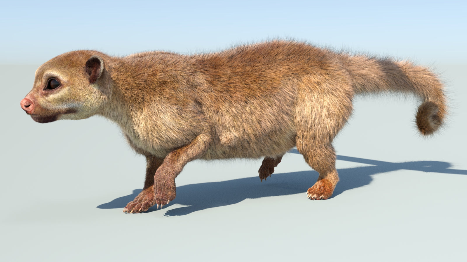 Realistic Kinkajou 3D Model Animated Fur 360° view 5 frame 26