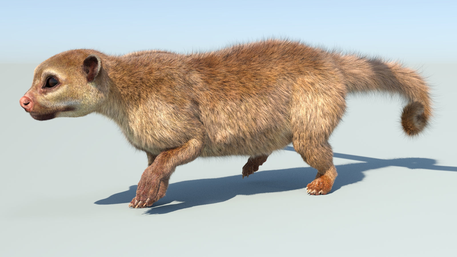 Realistic Kinkajou 3D Model Animated Fur 360° view 5 frame 27