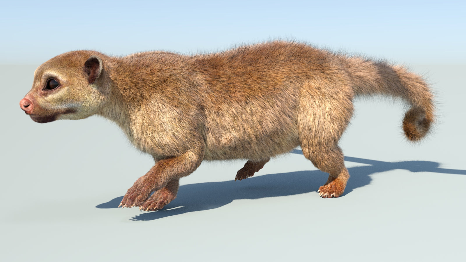 Realistic Kinkajou 3D Model Animated Fur 360° view 5 frame 28