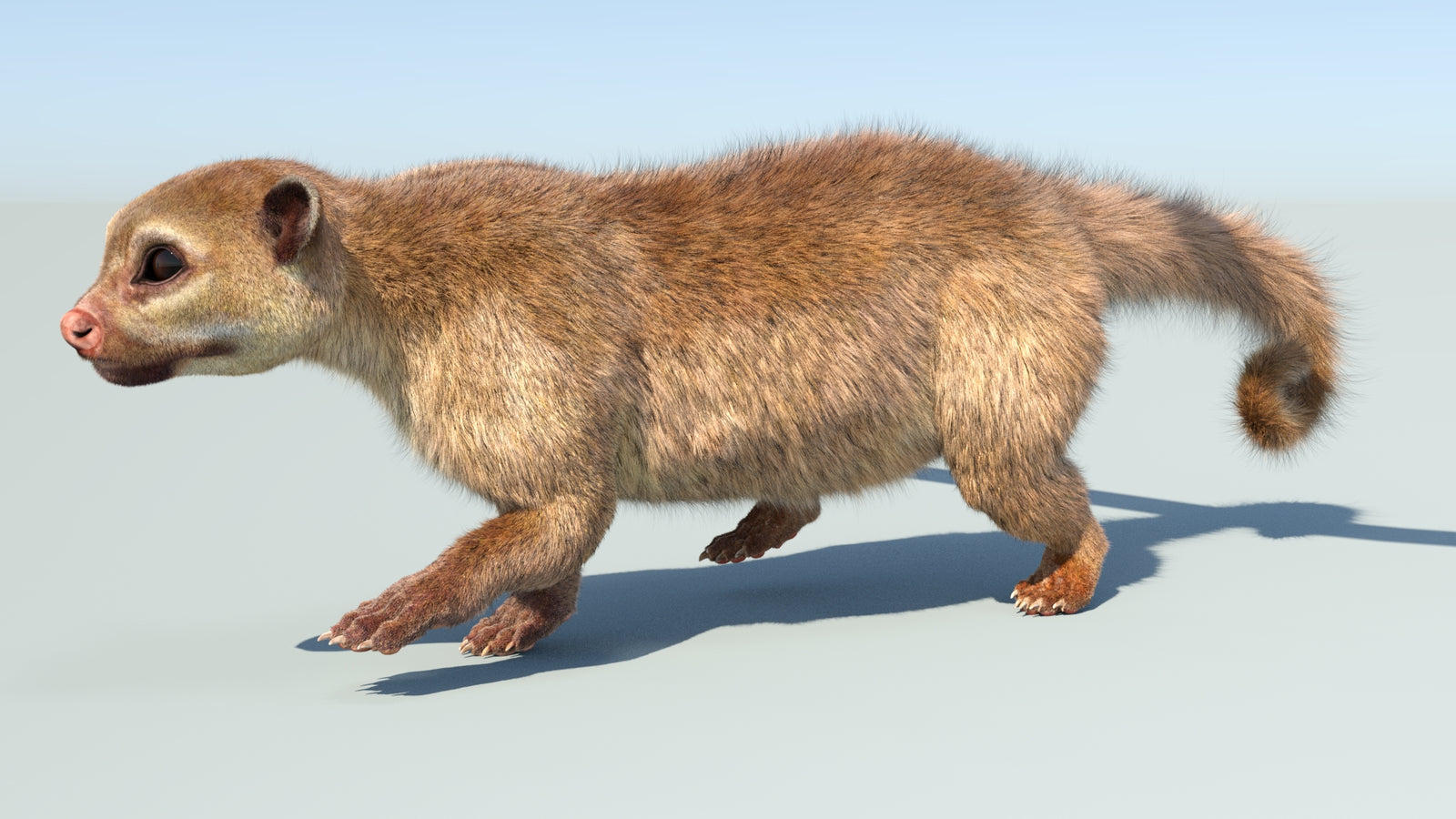 Realistic Kinkajou 3D Model Animated Fur 360° view 5 frame 29