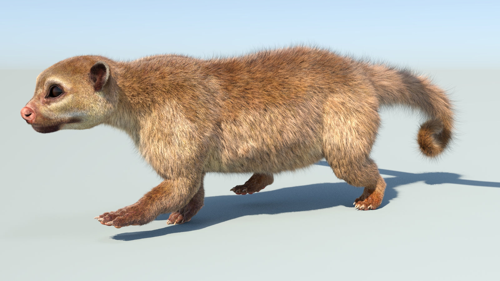 Realistic Kinkajou 3D Model Animated Fur 360° view 5 frame 30