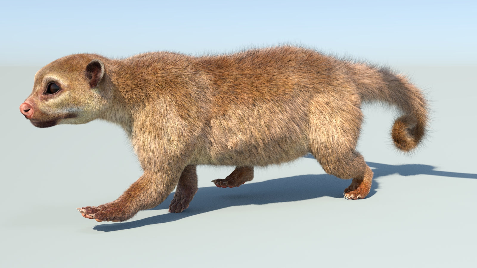 Realistic Kinkajou 3D Model Animated Fur 360° view 5 frame 31