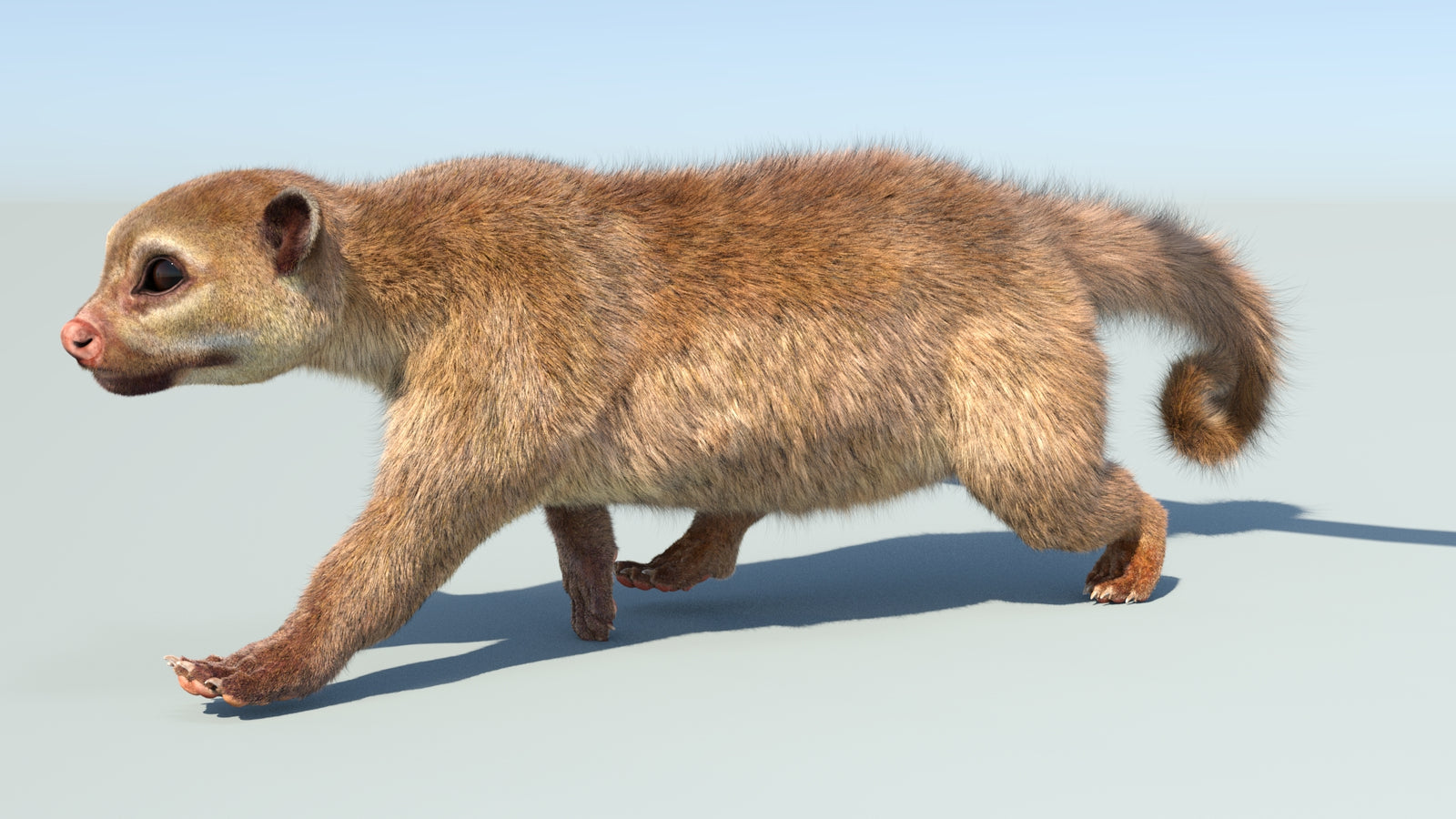 Realistic Kinkajou 3D Model Animated Fur 360° view 5 frame 33