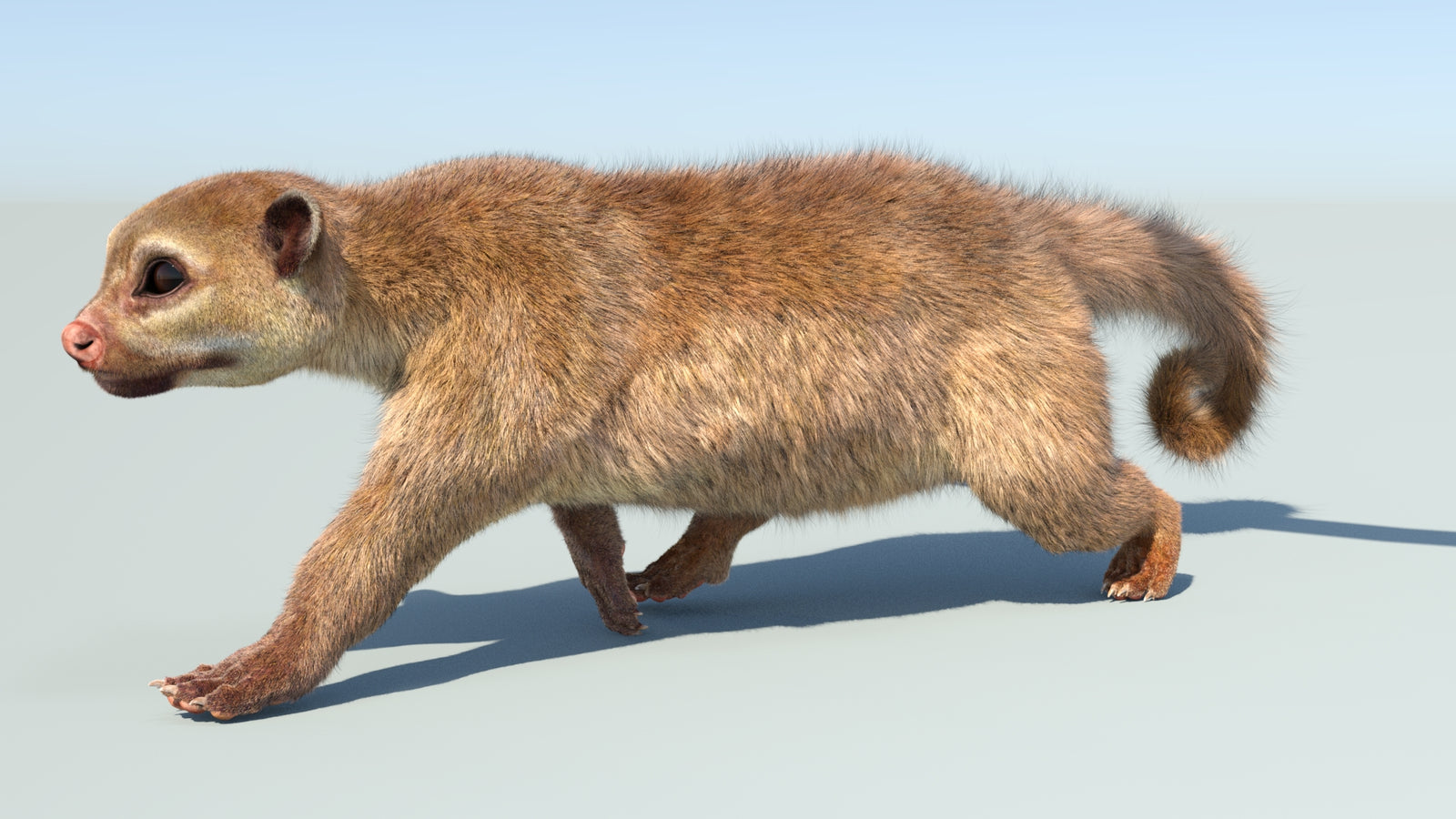 Realistic Kinkajou 3D Model Animated Fur 360° view 5 frame 34