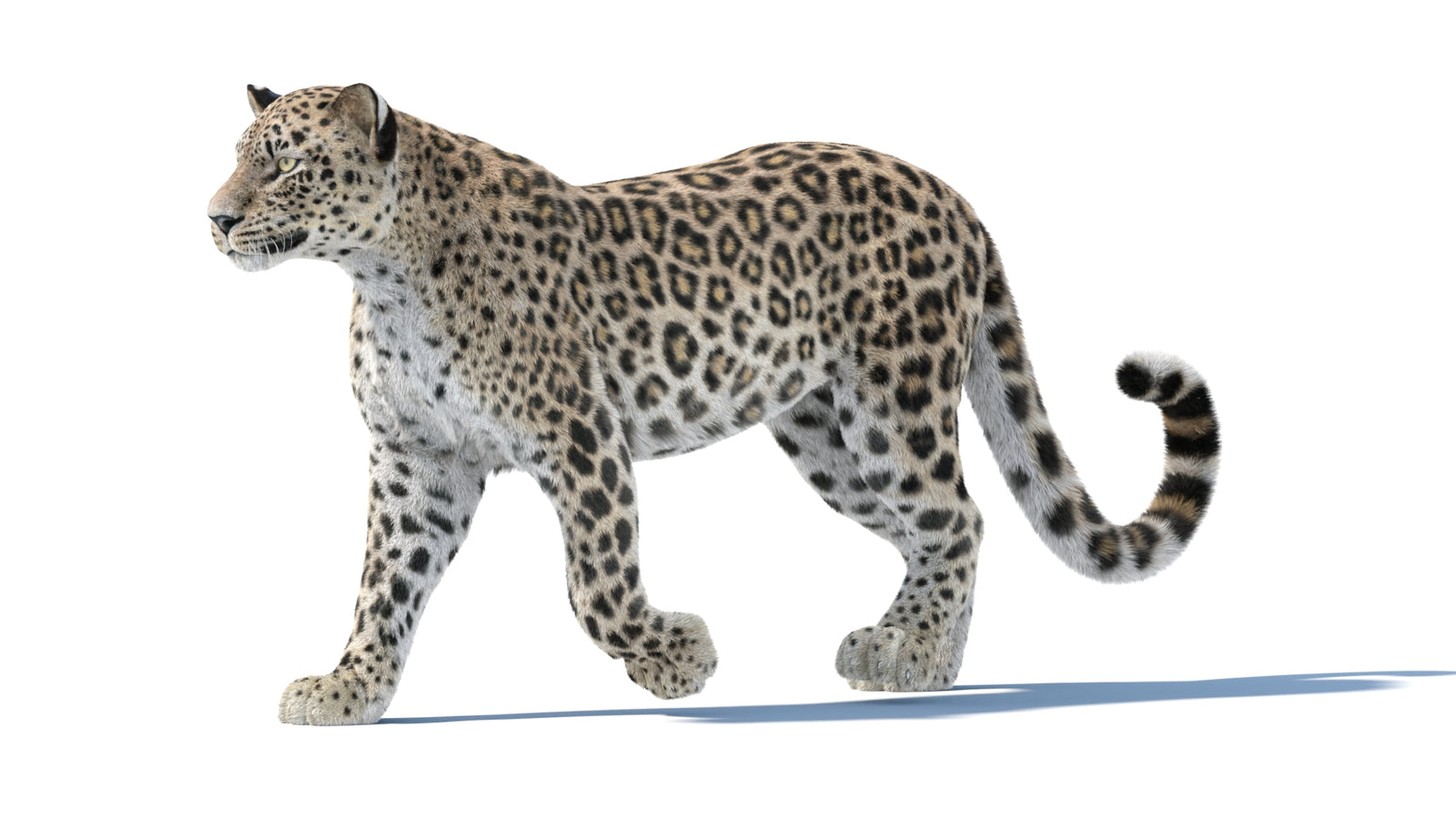 Persian Leopard 3D Model Animated Fur 360° view 1 frame 4
